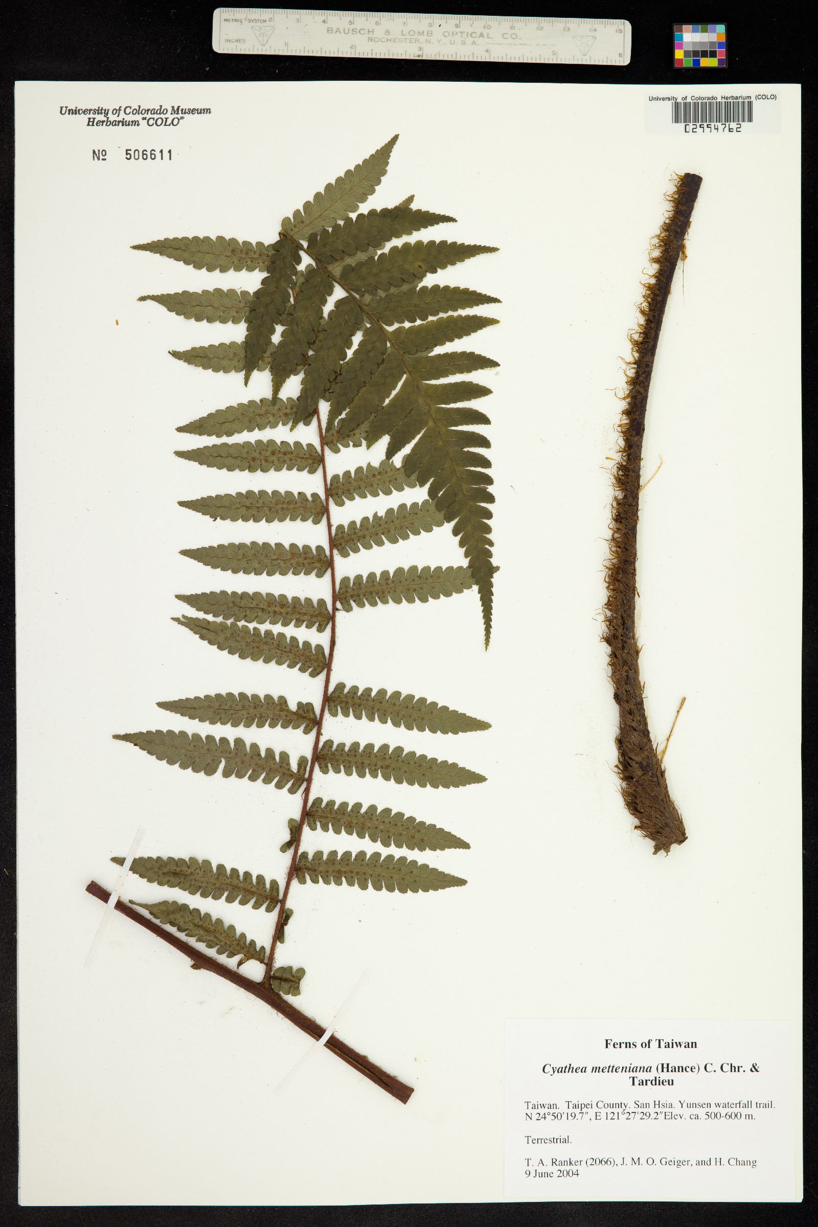 Cyathea image