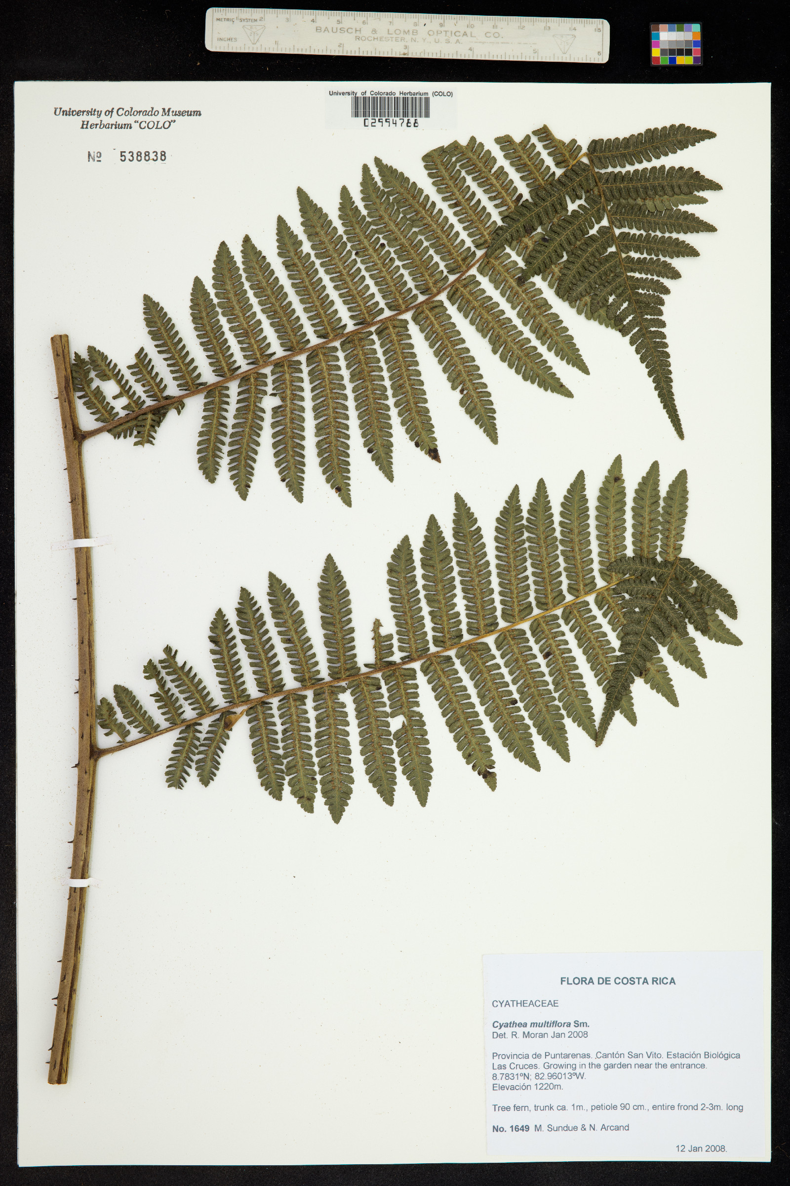 Cyathea multiflora image