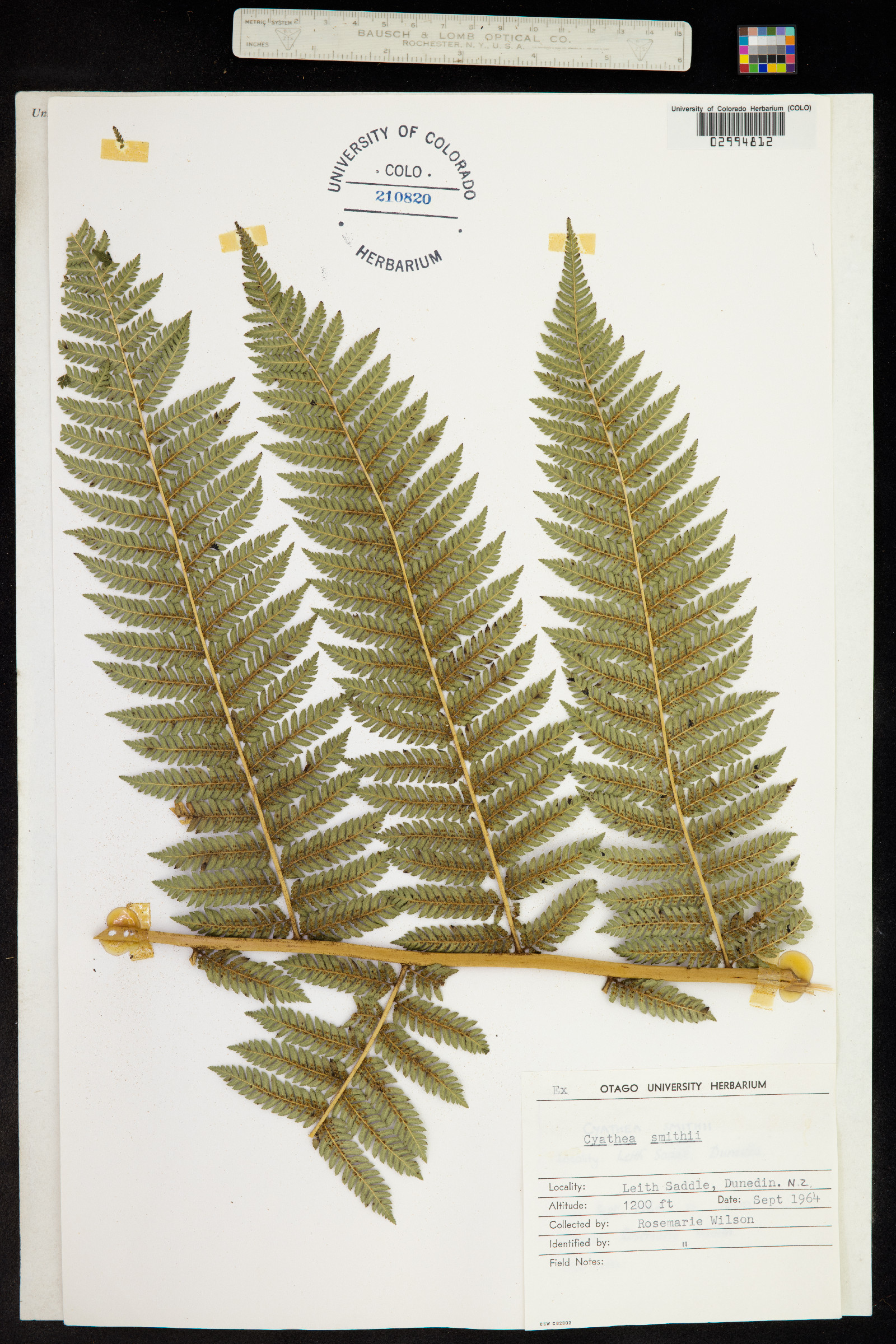 Cyathea smithii image