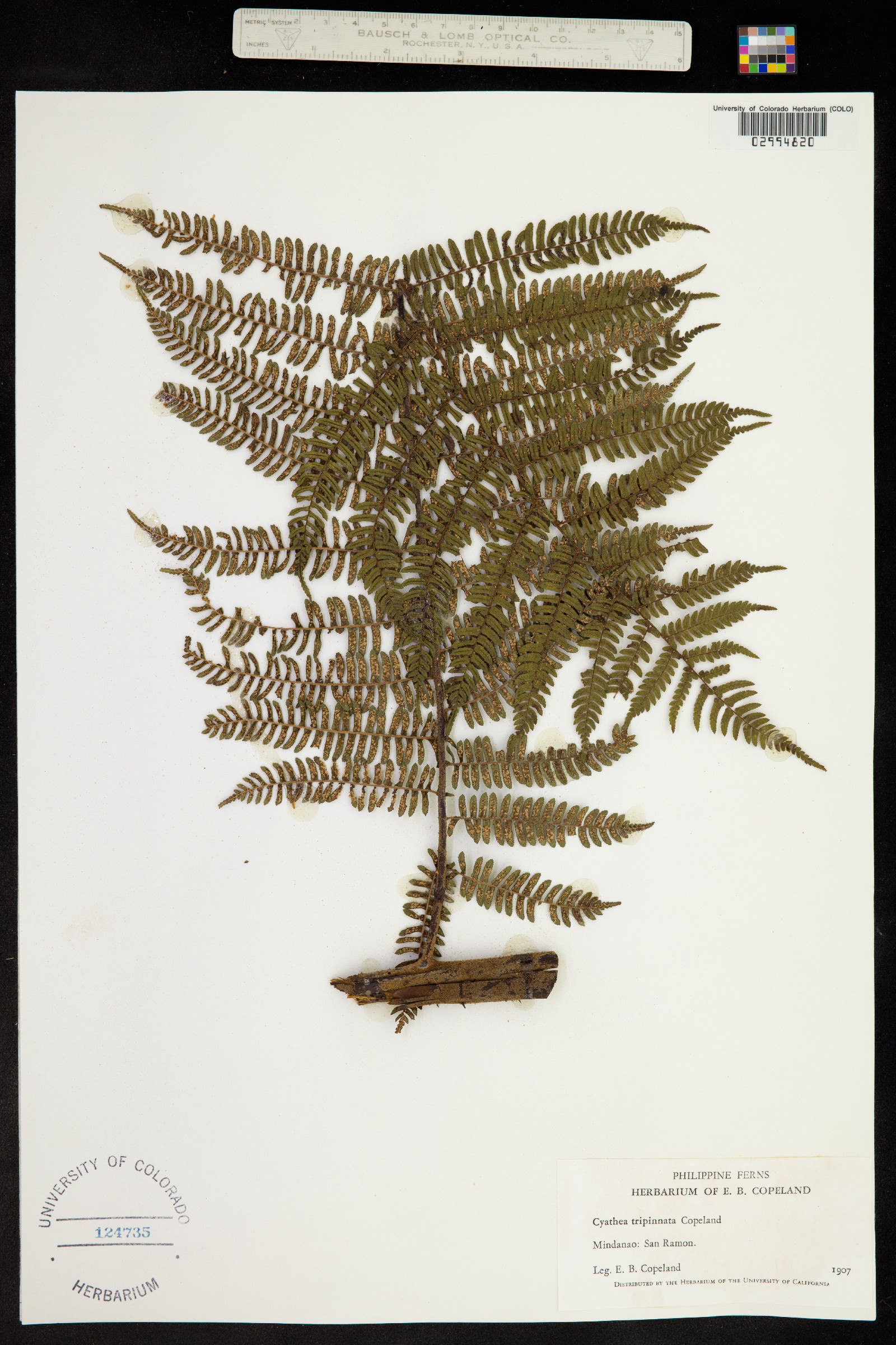 Cyathea tripinnata image