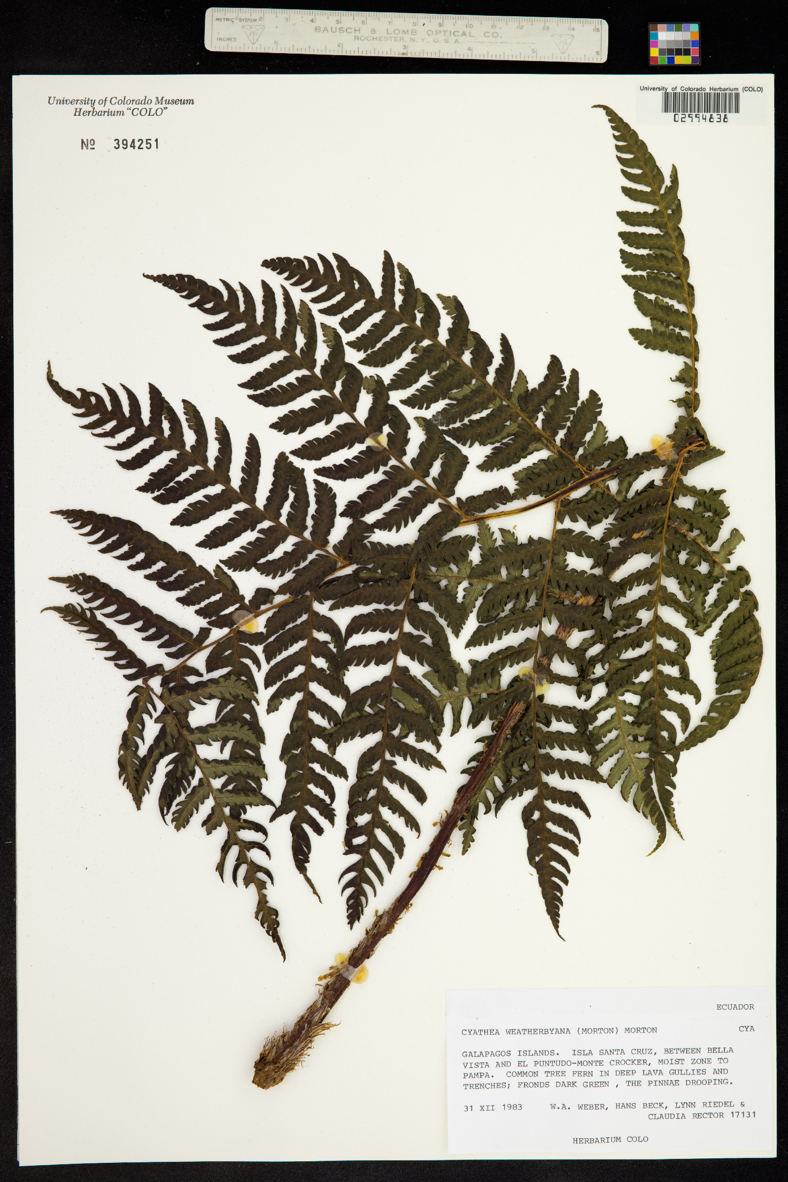 Cyathea weatherbyana image