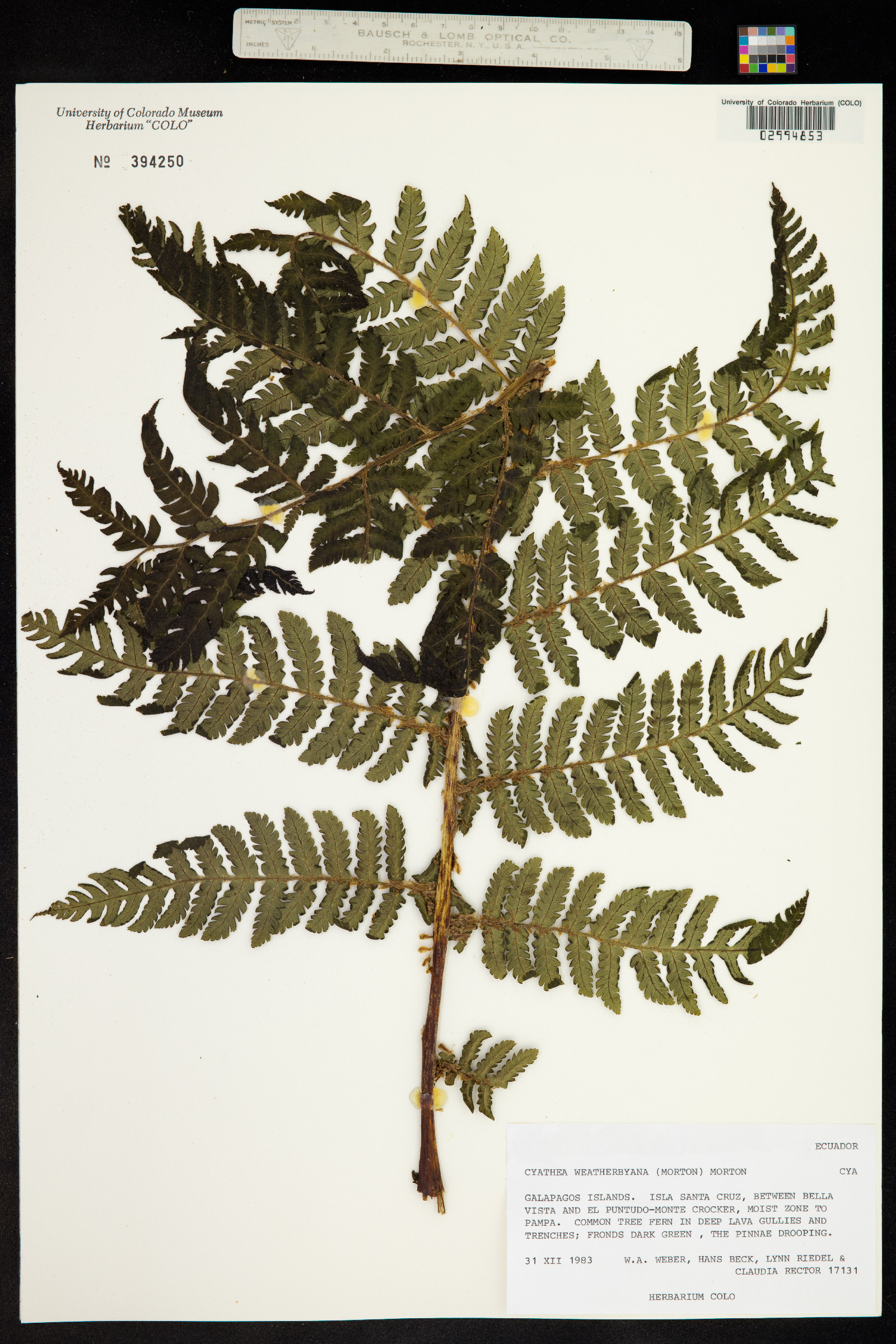 Cyathea weatherbyana image