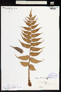 Cyrtomium falcatum image