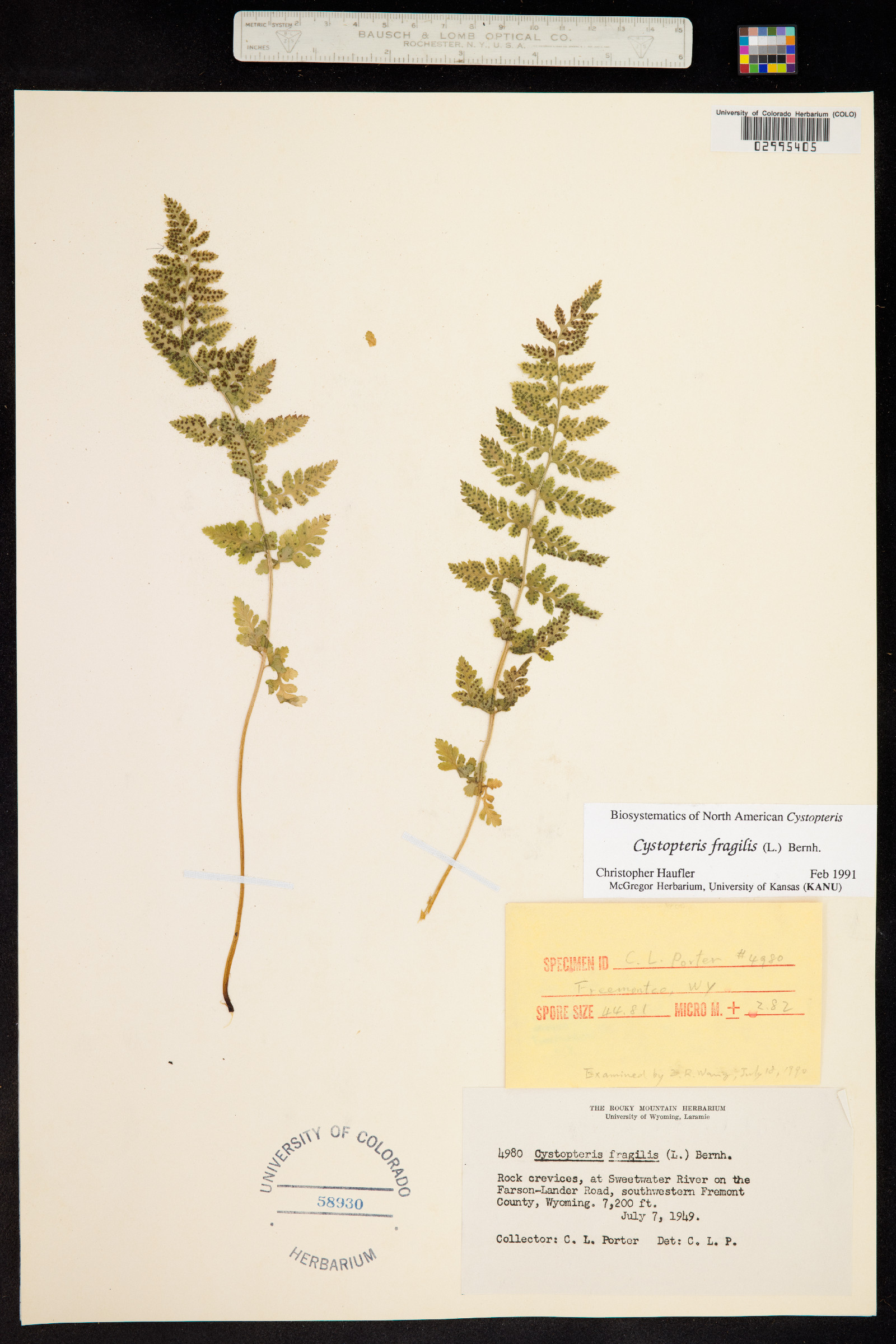 Cystopteris fragilis image