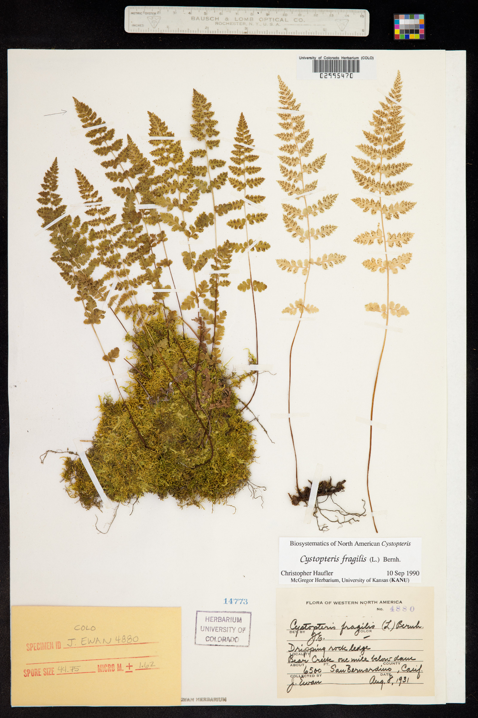 Dryopteridaceae image