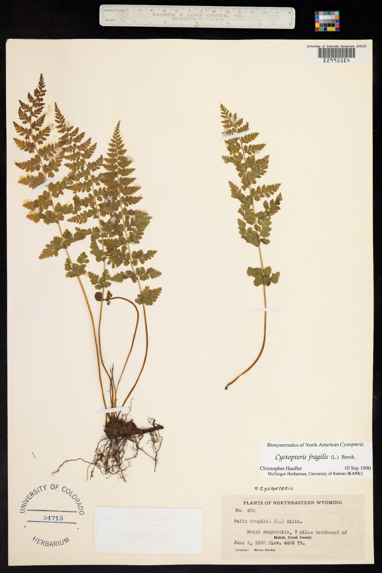Cystopteris fragilis image