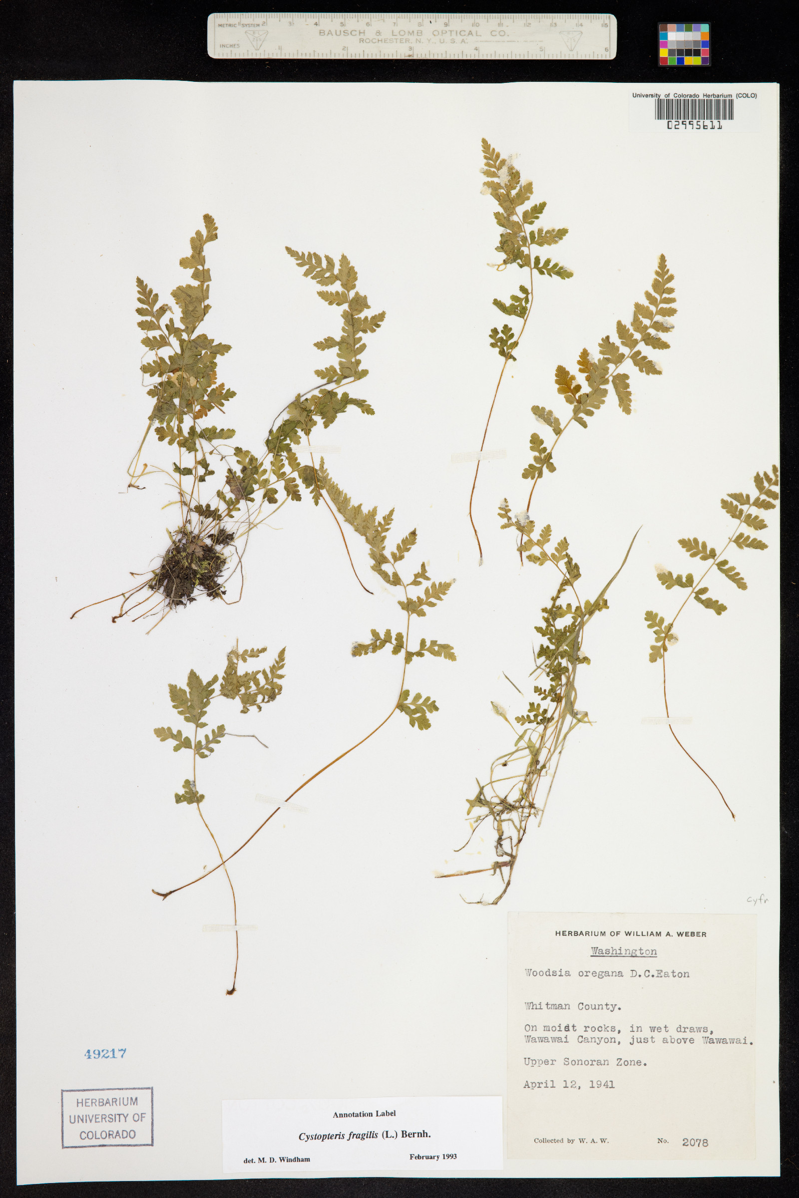 Cystopteris fragilis image