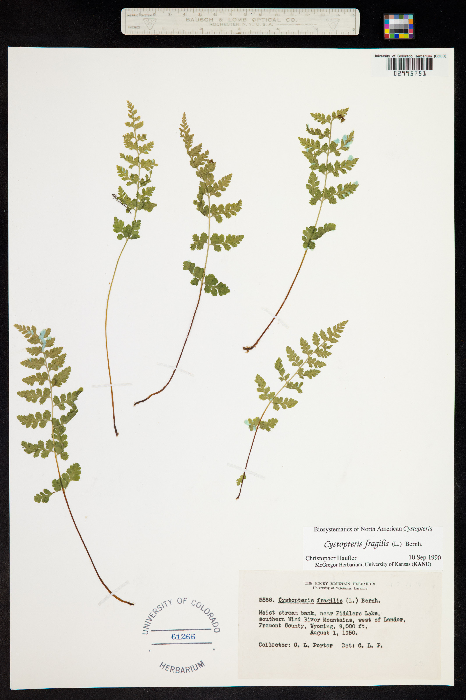 Cystopteris image