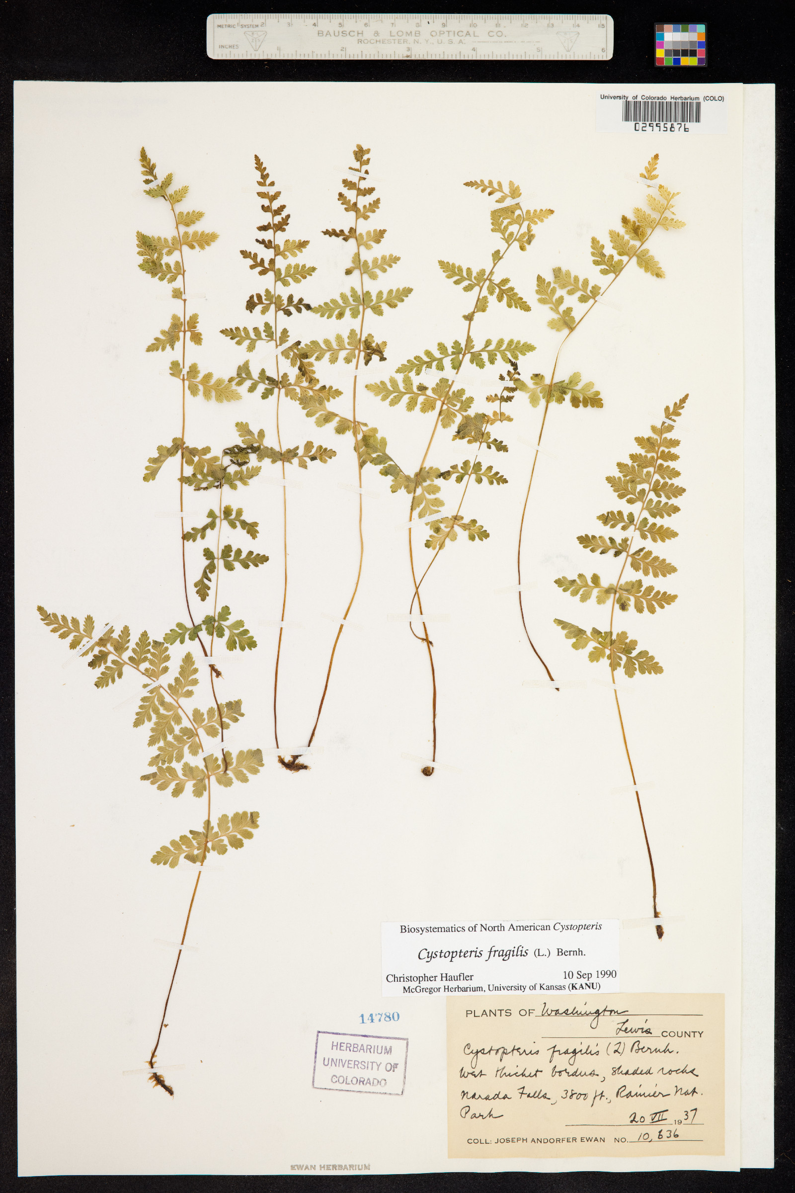 Cystopteris image