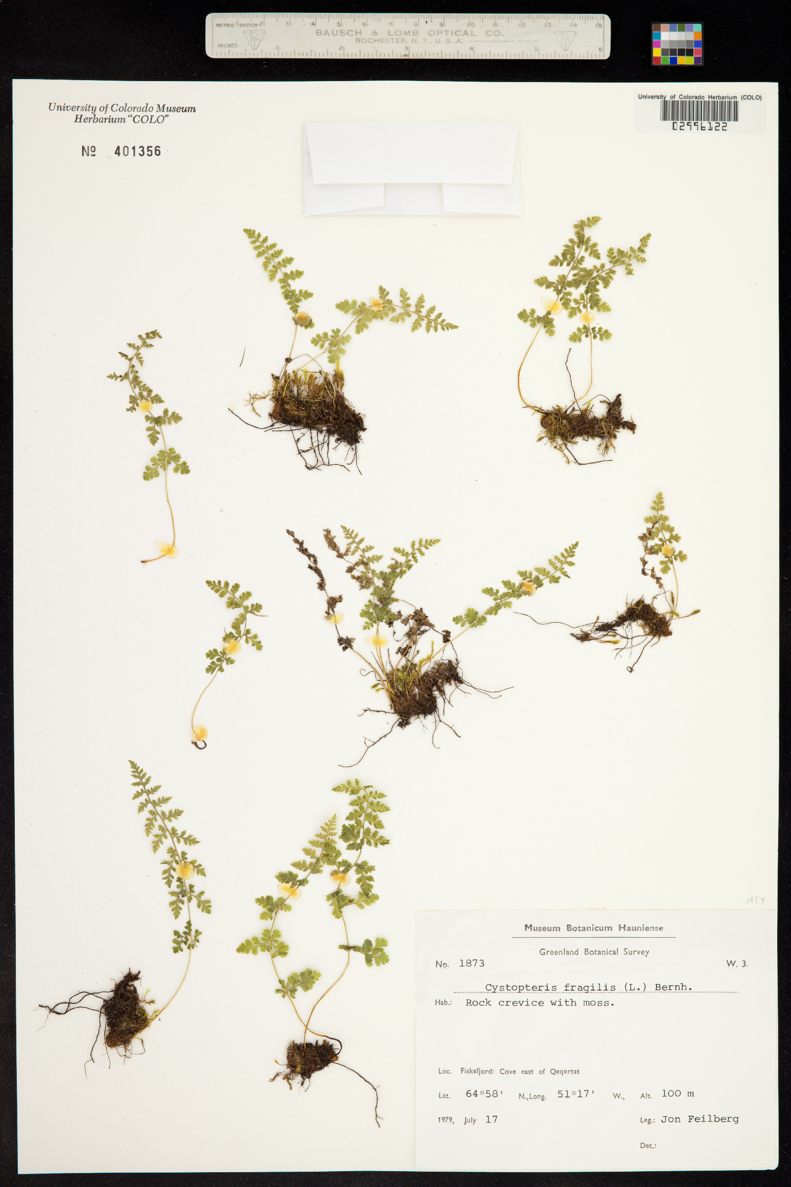 Cystopteris fragilis image