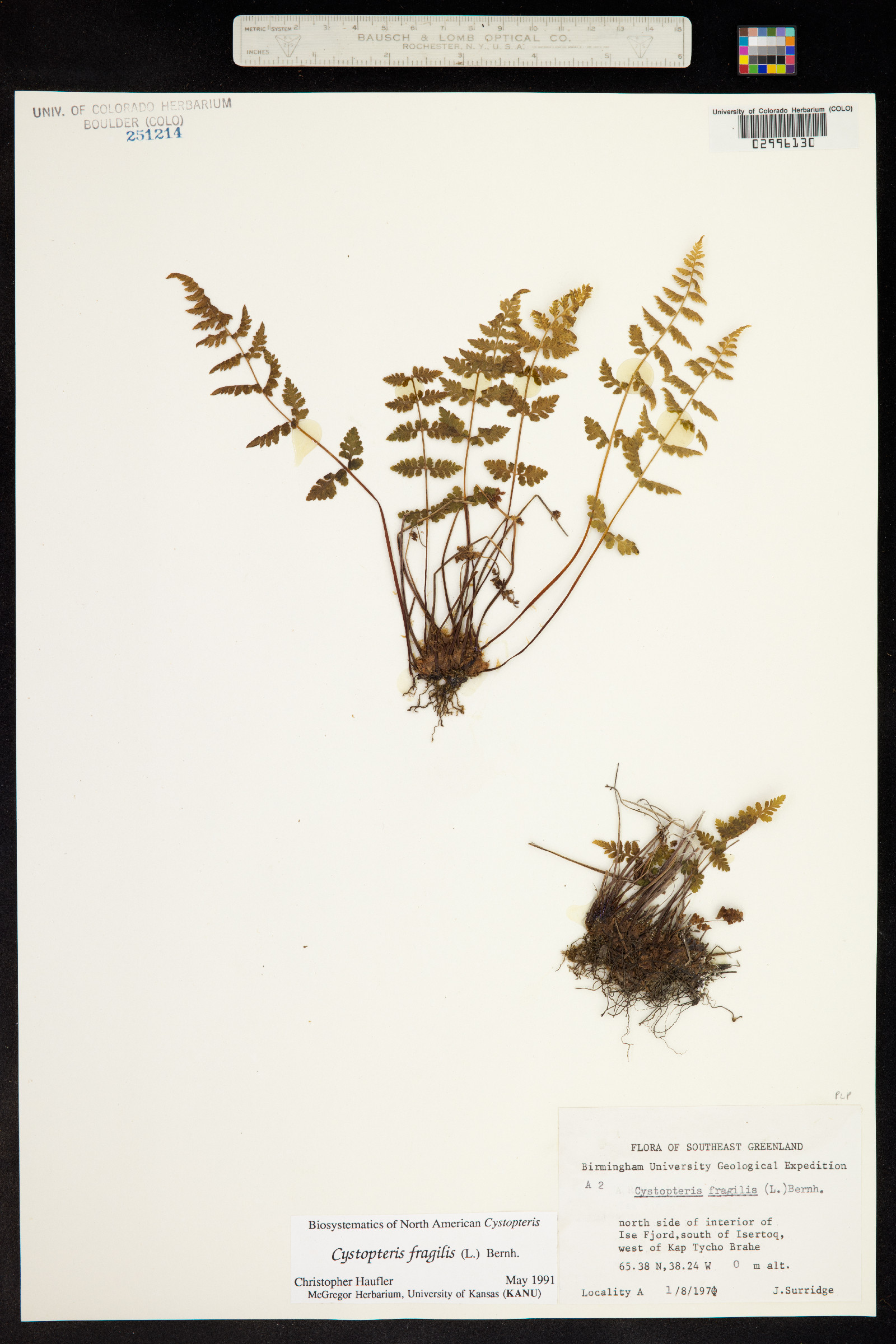 Cystopteris fragilis image