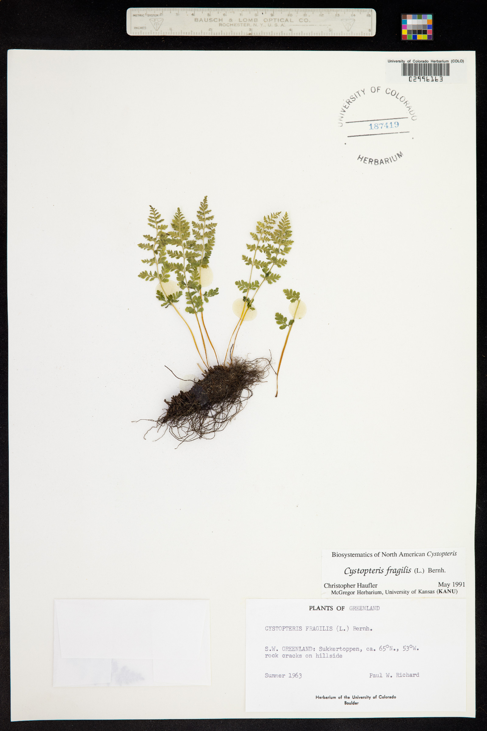 Cystopteris fragilis image