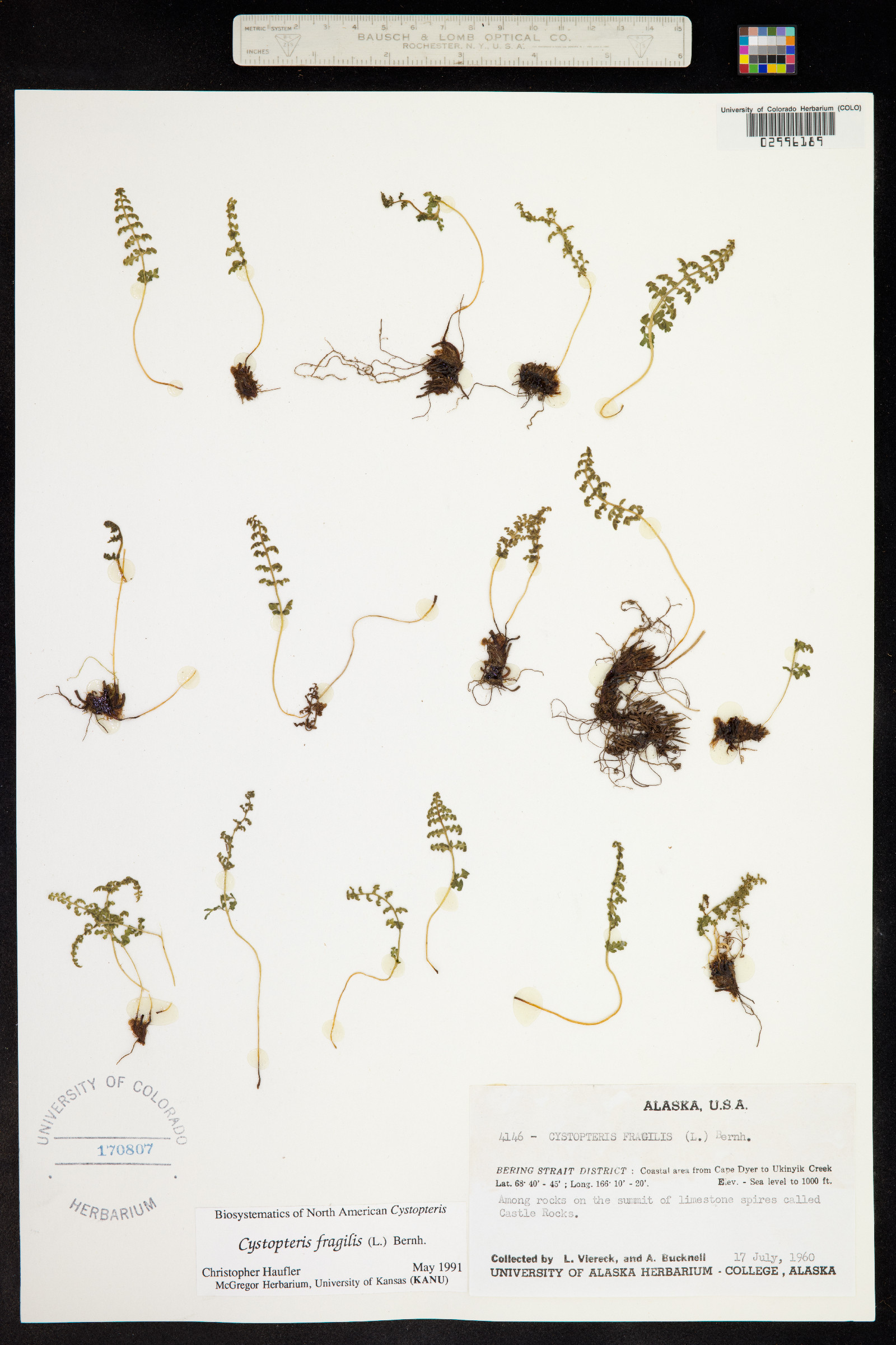 Cystopteris fragilis image