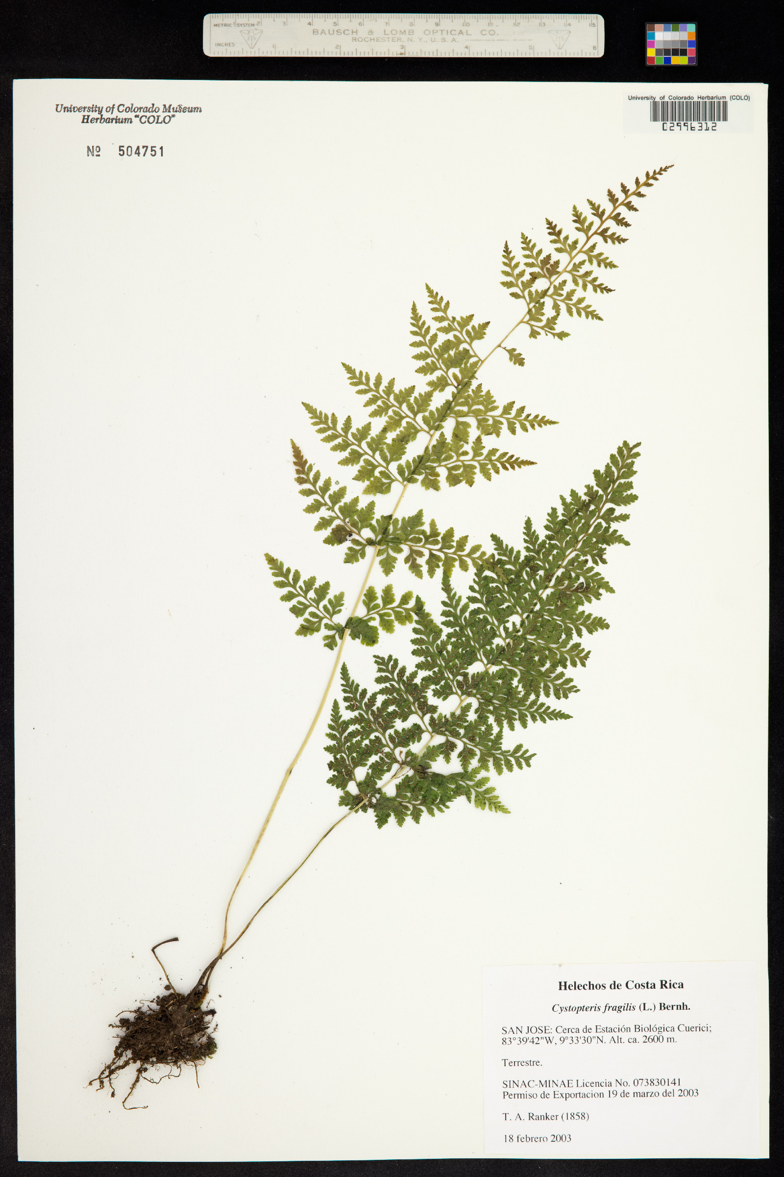 Cystopteris fragilis image