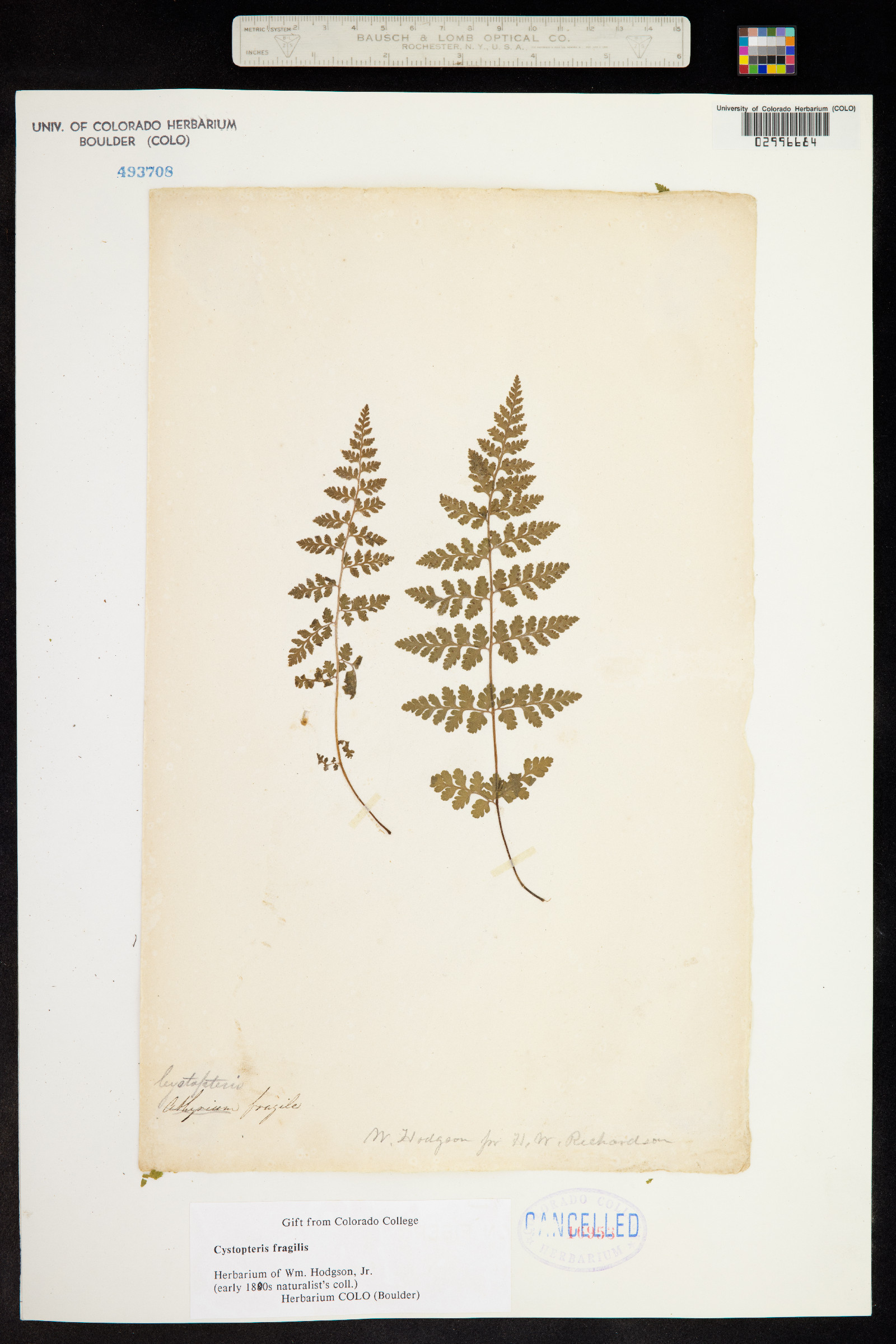 Cystopteris fragilis image