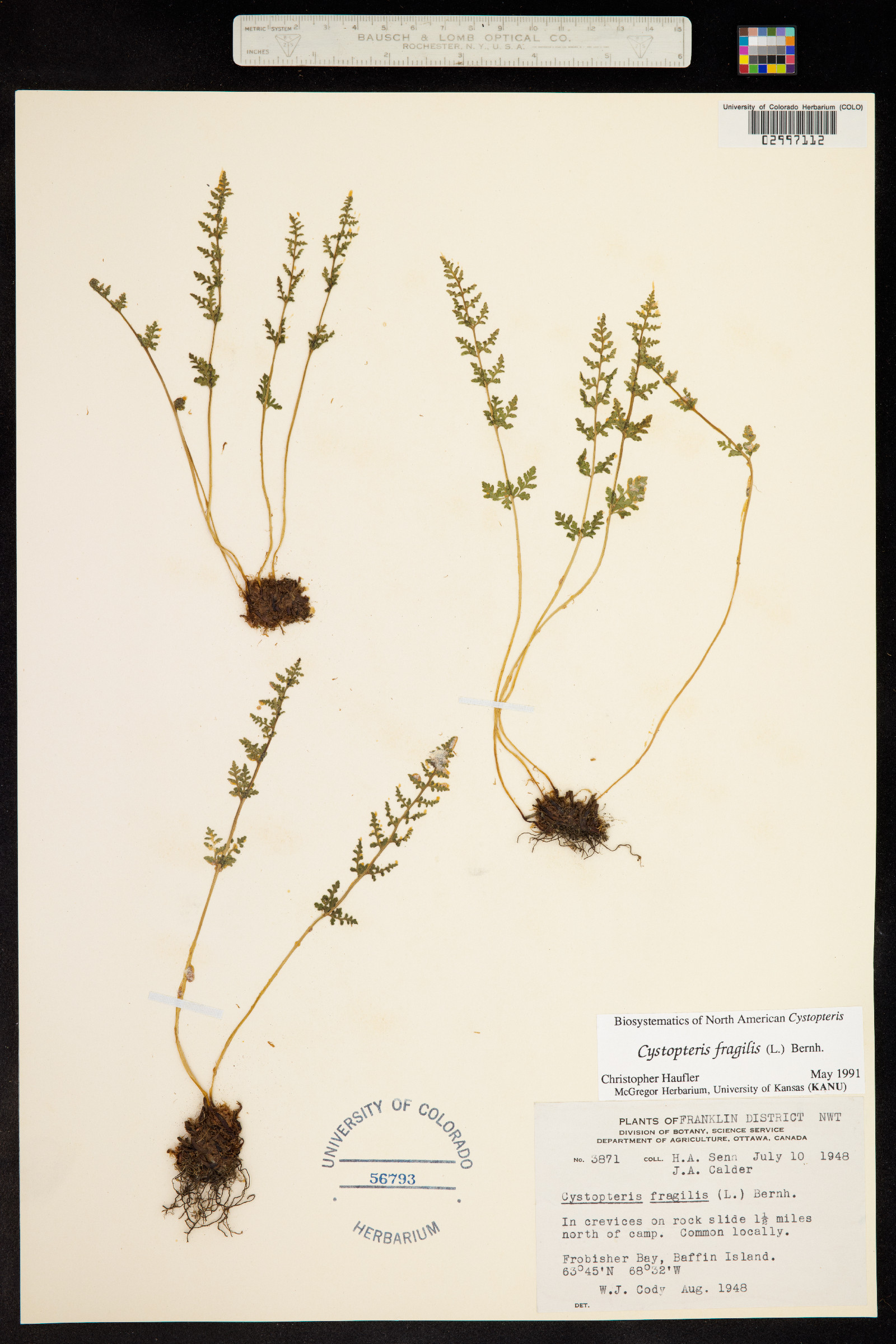 Cystopteris fragilis image