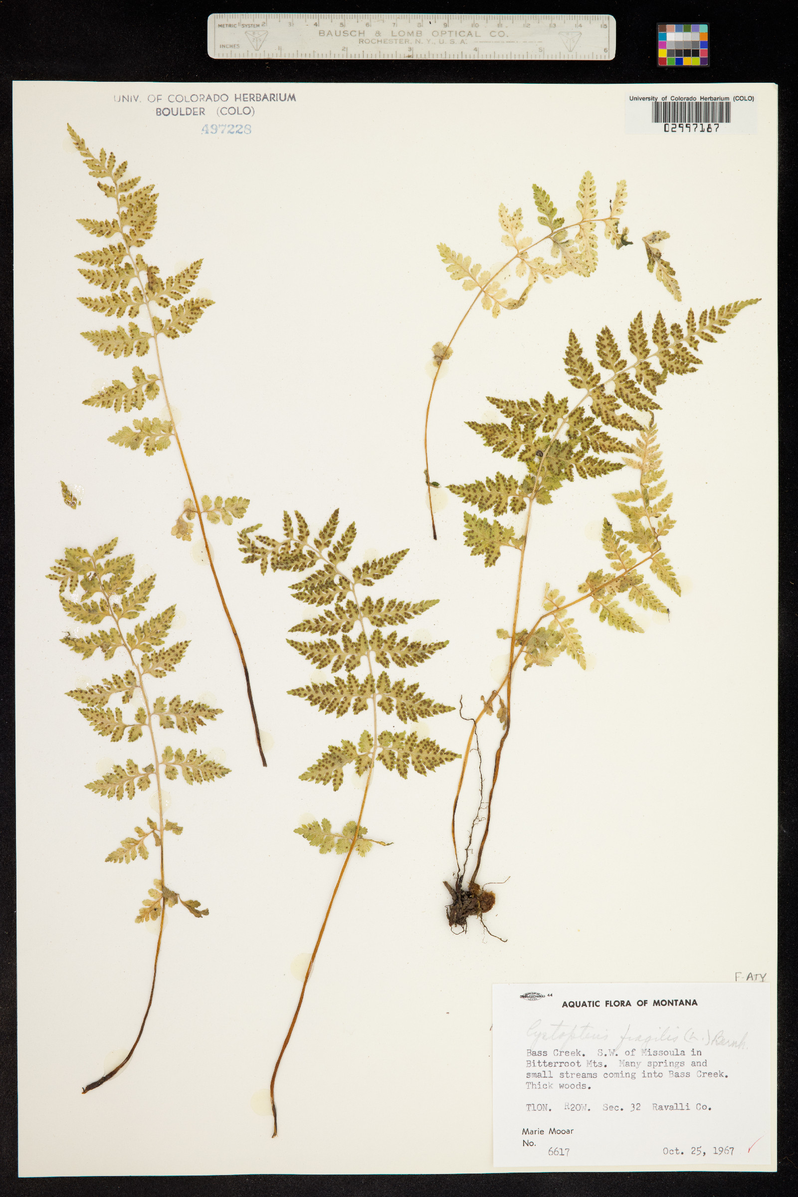 Cystopteris fragilis image