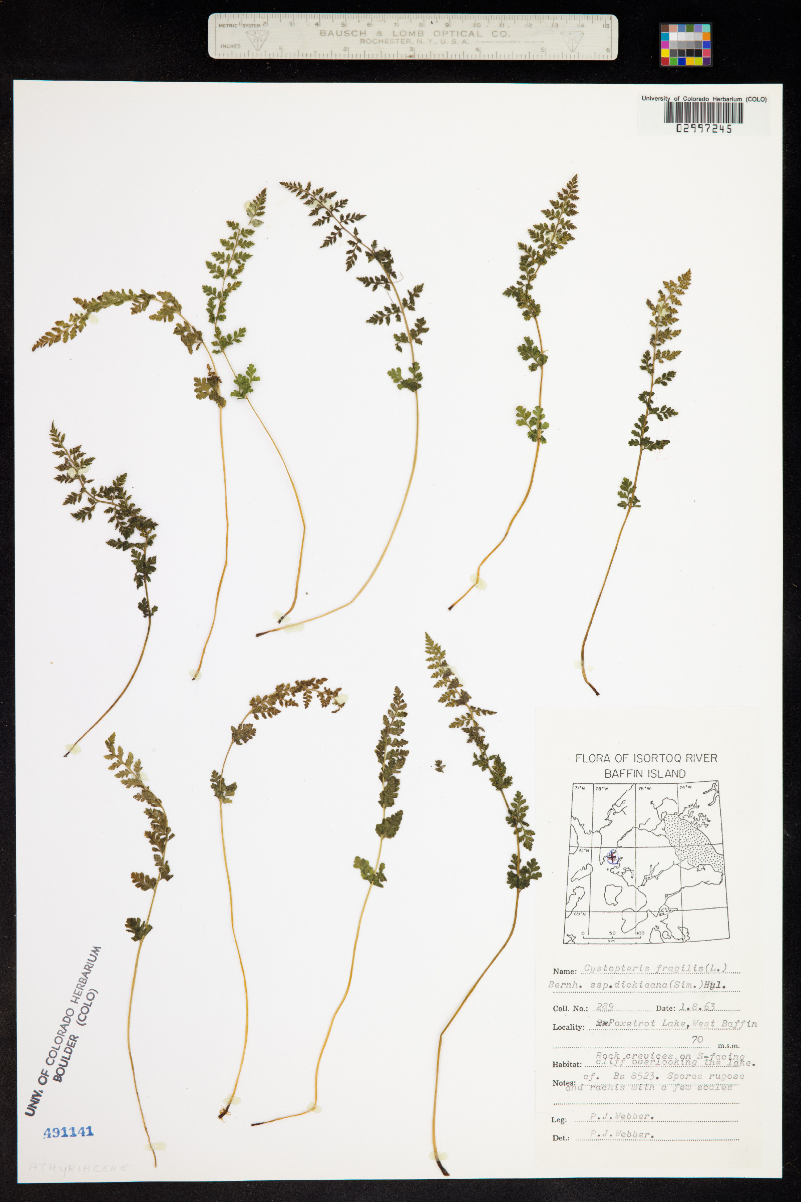 Cystopteris fragilis image