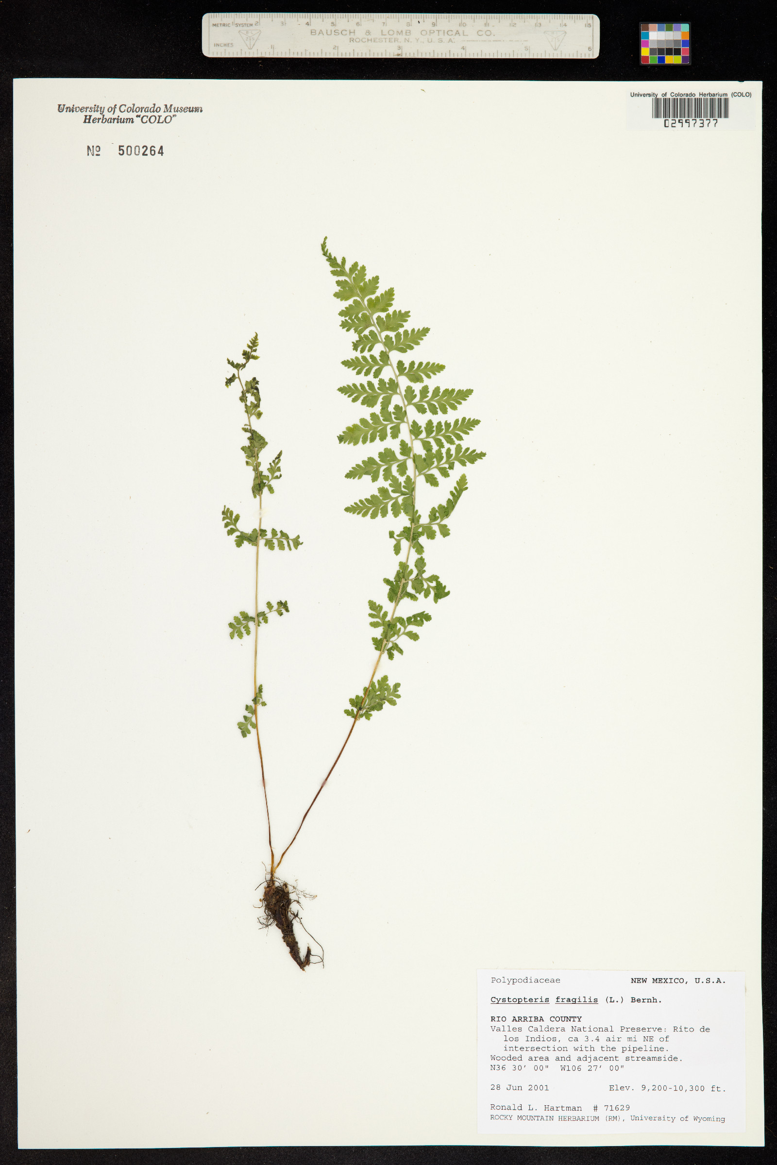 Cystopteris fragilis image