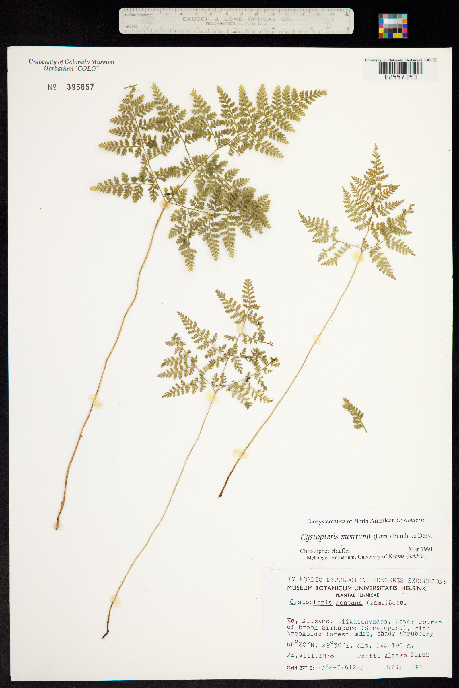 Cystopteris montana image