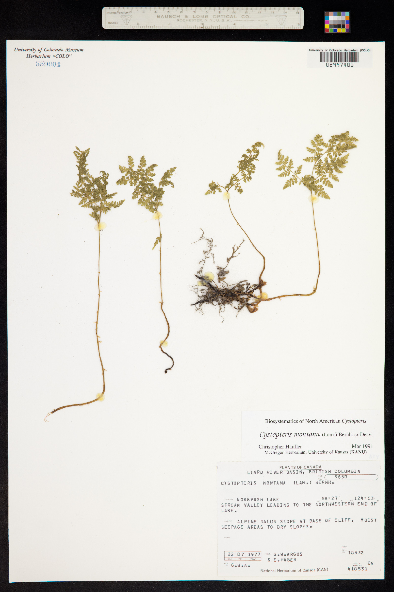 Cystopteris montana image