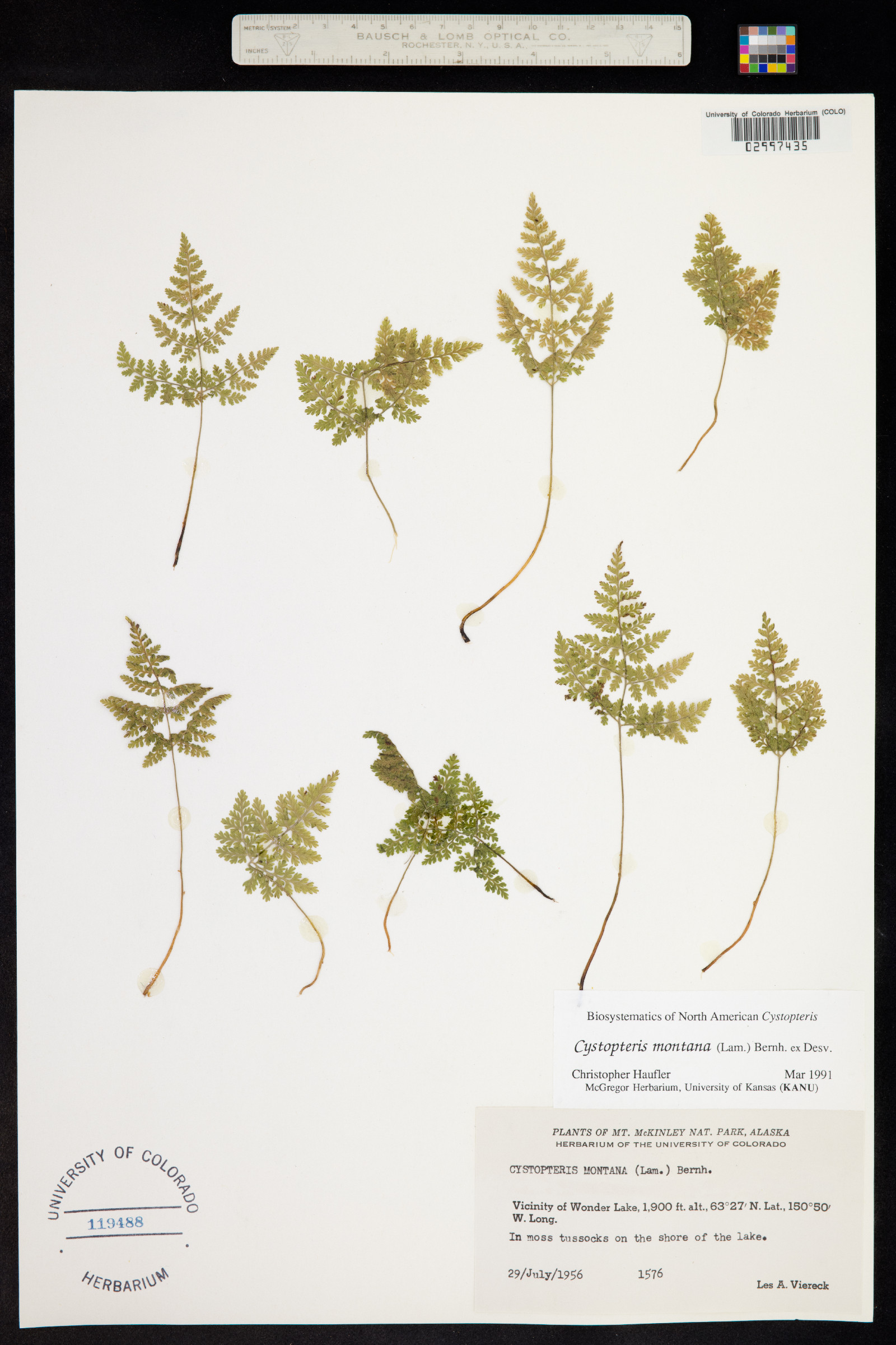 Cystopteris montana image