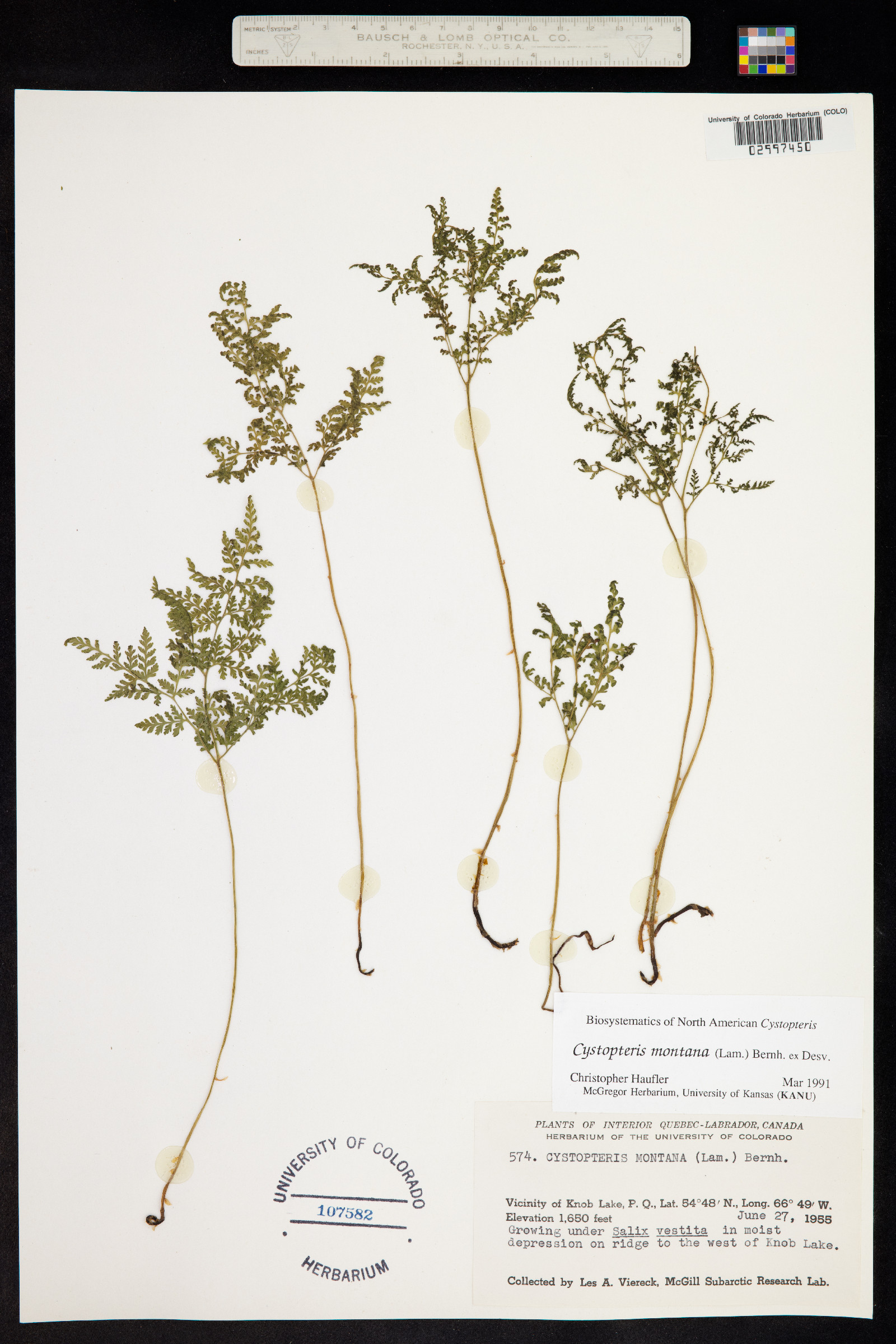 Cystopteris montana image