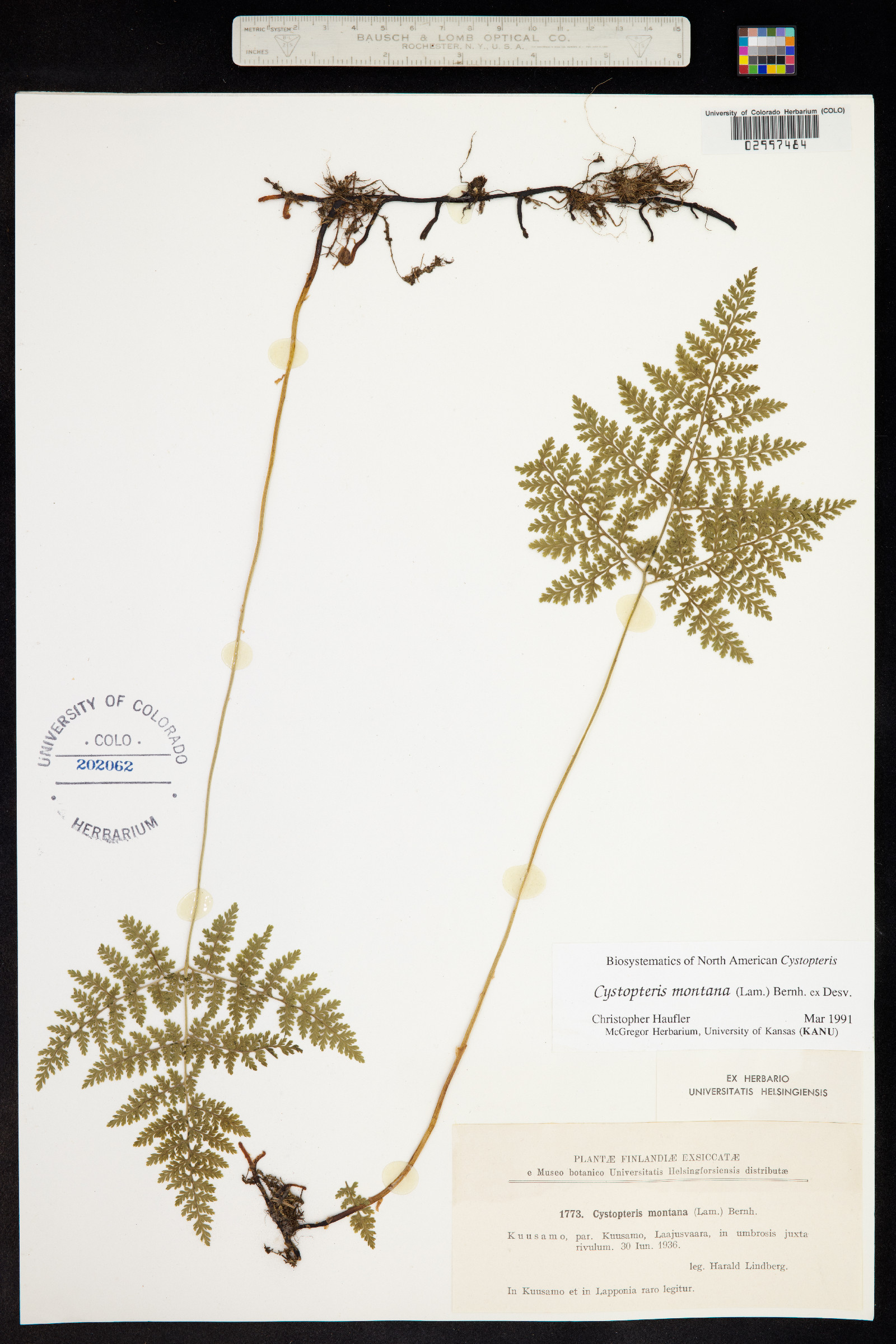 Cystopteris montana image