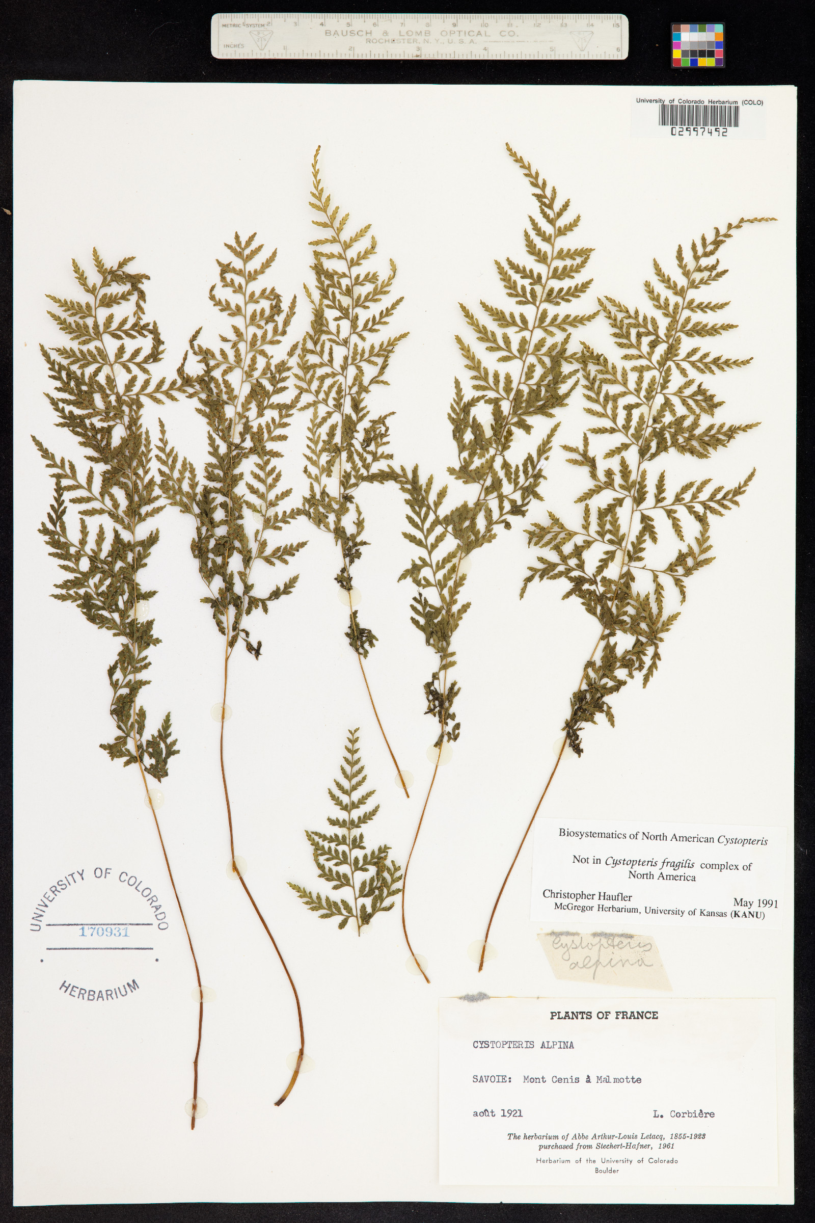 Cystopteris alpina image