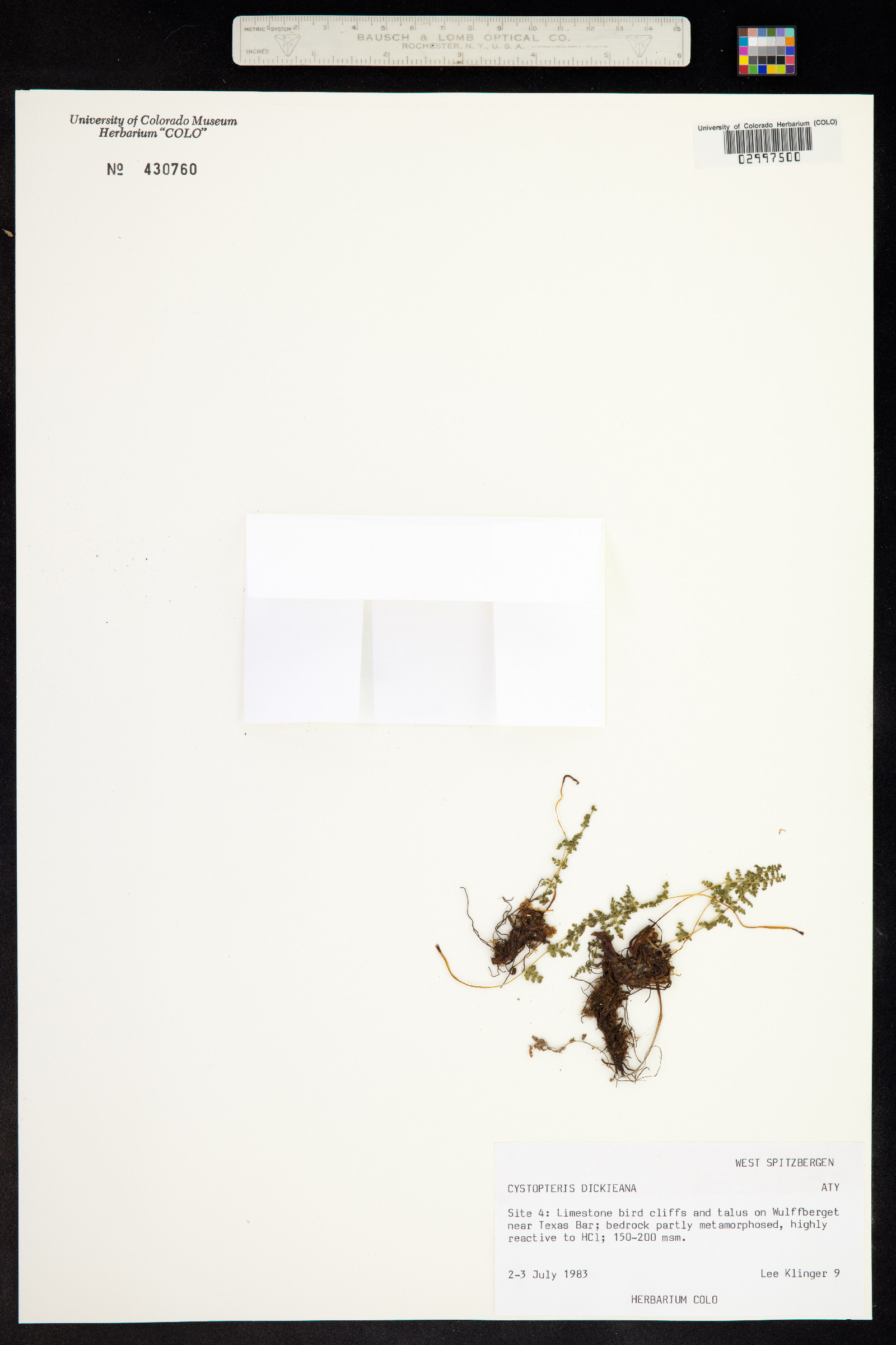 Cystopteris fragilis image