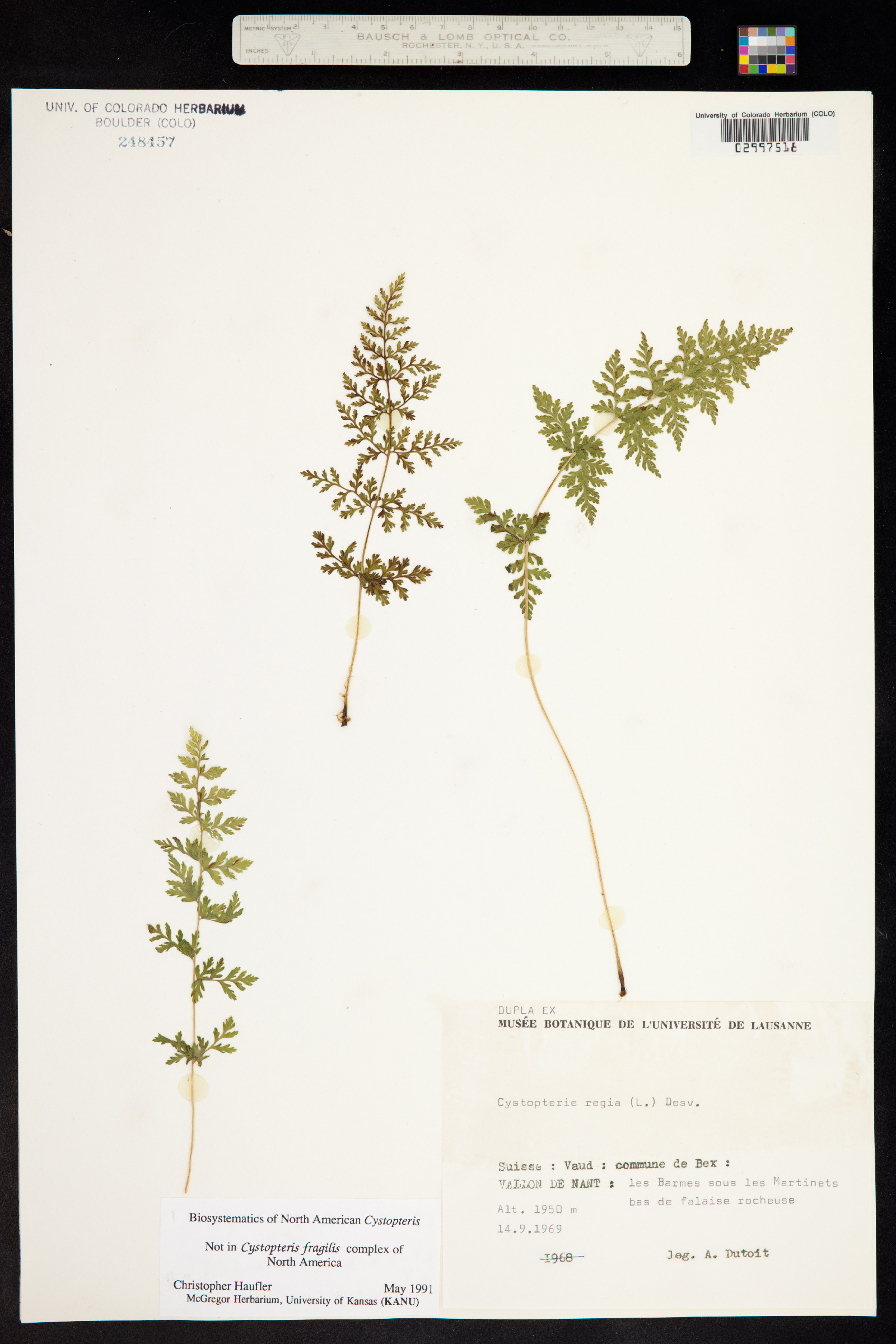Cystopteris regia image