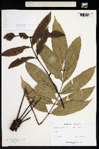 Image of Danaea geniculata
