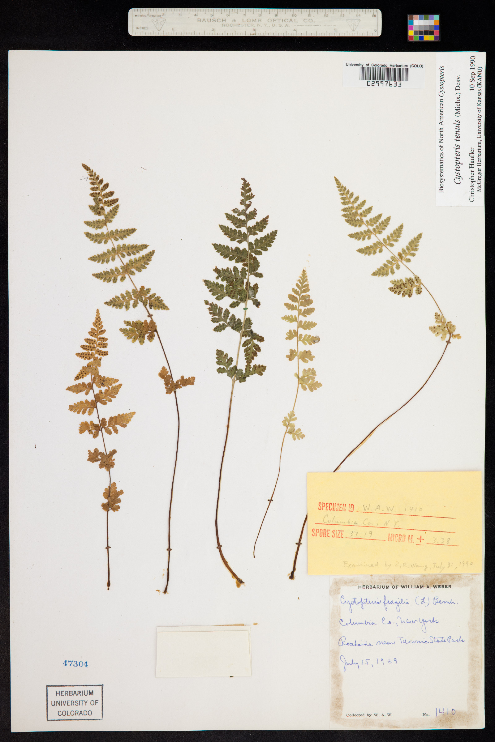 Cystopteris tenuis image
