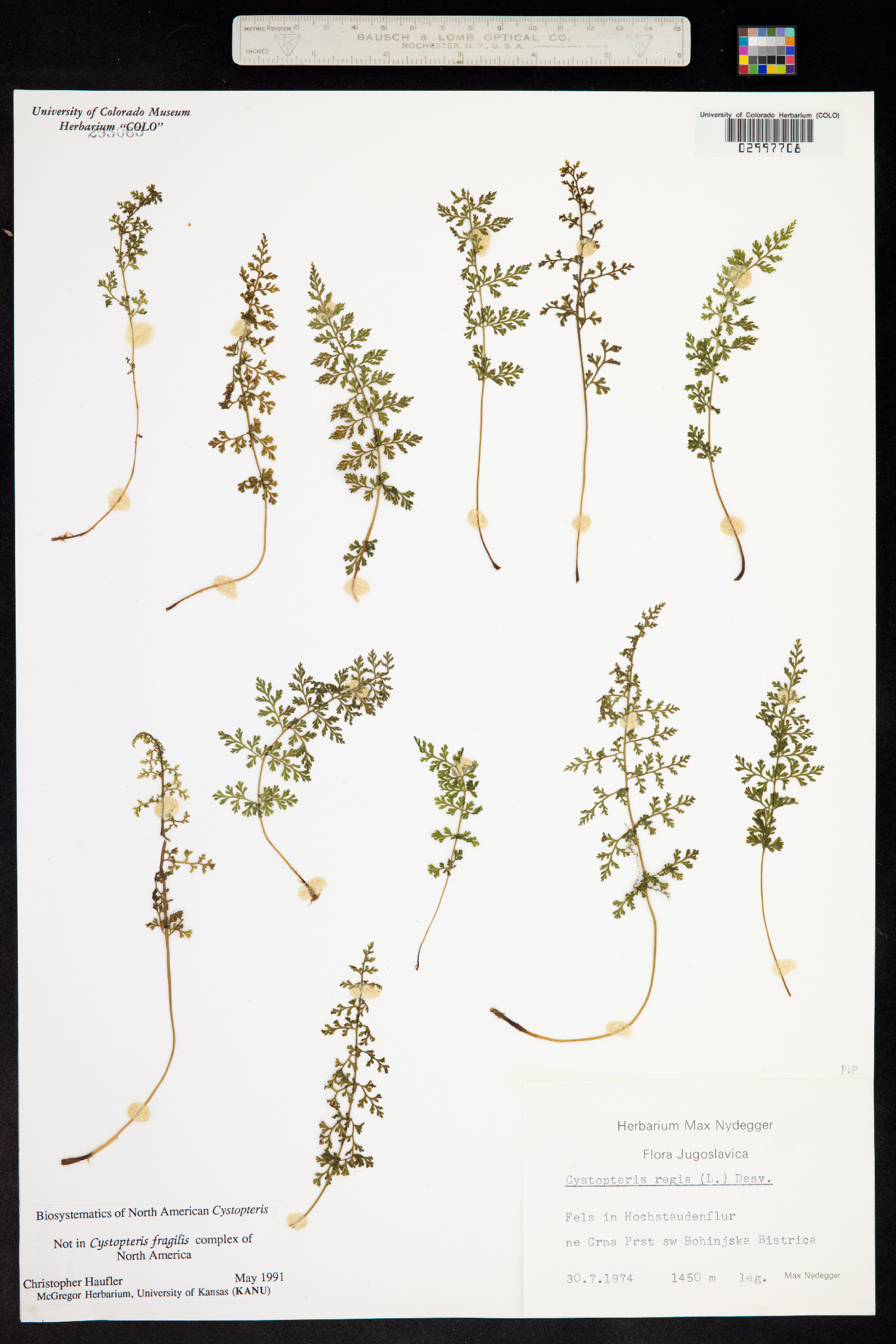Cystopteris regia image