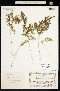 Cystopteris sudetica image