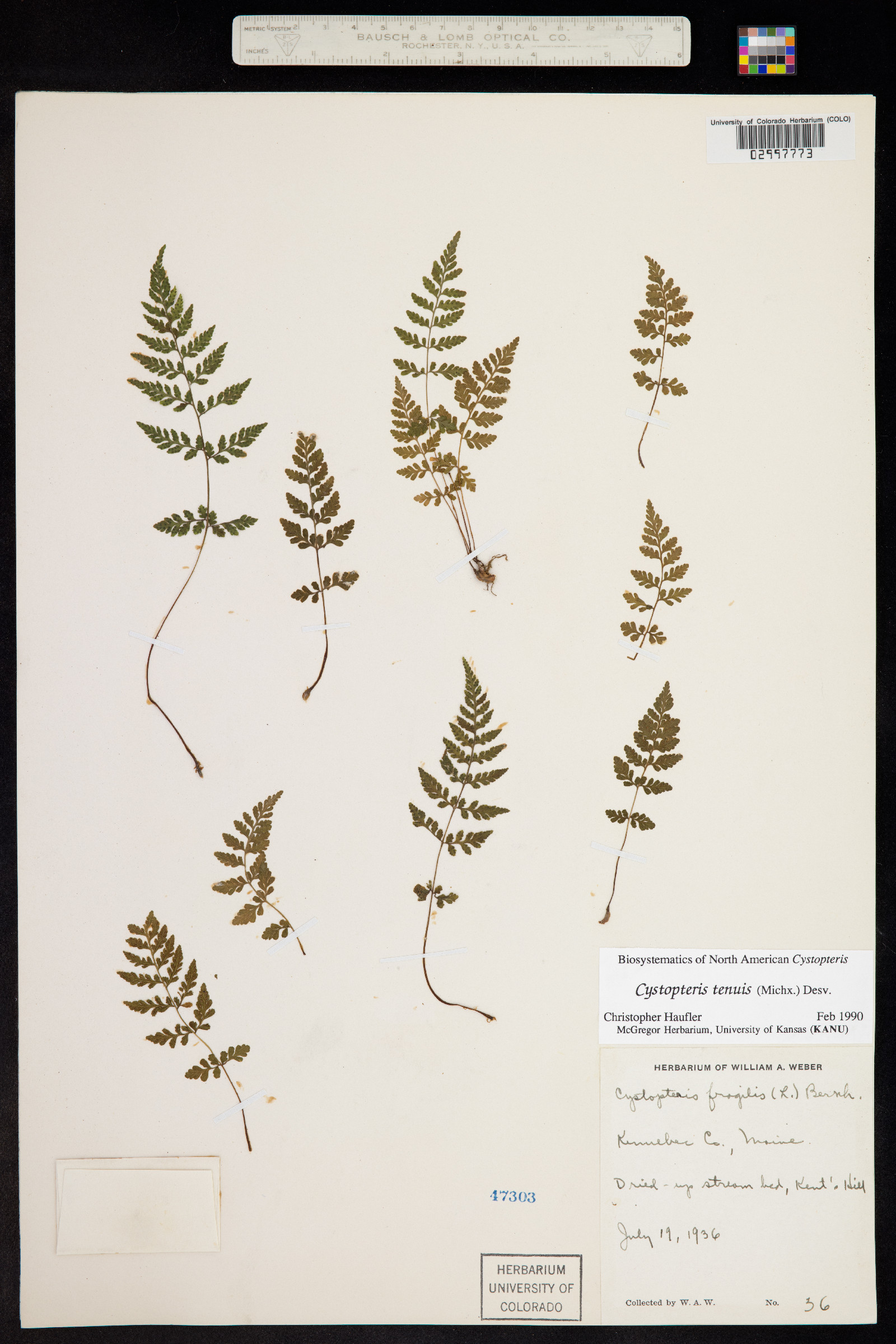 Cystopteris tenuis image
