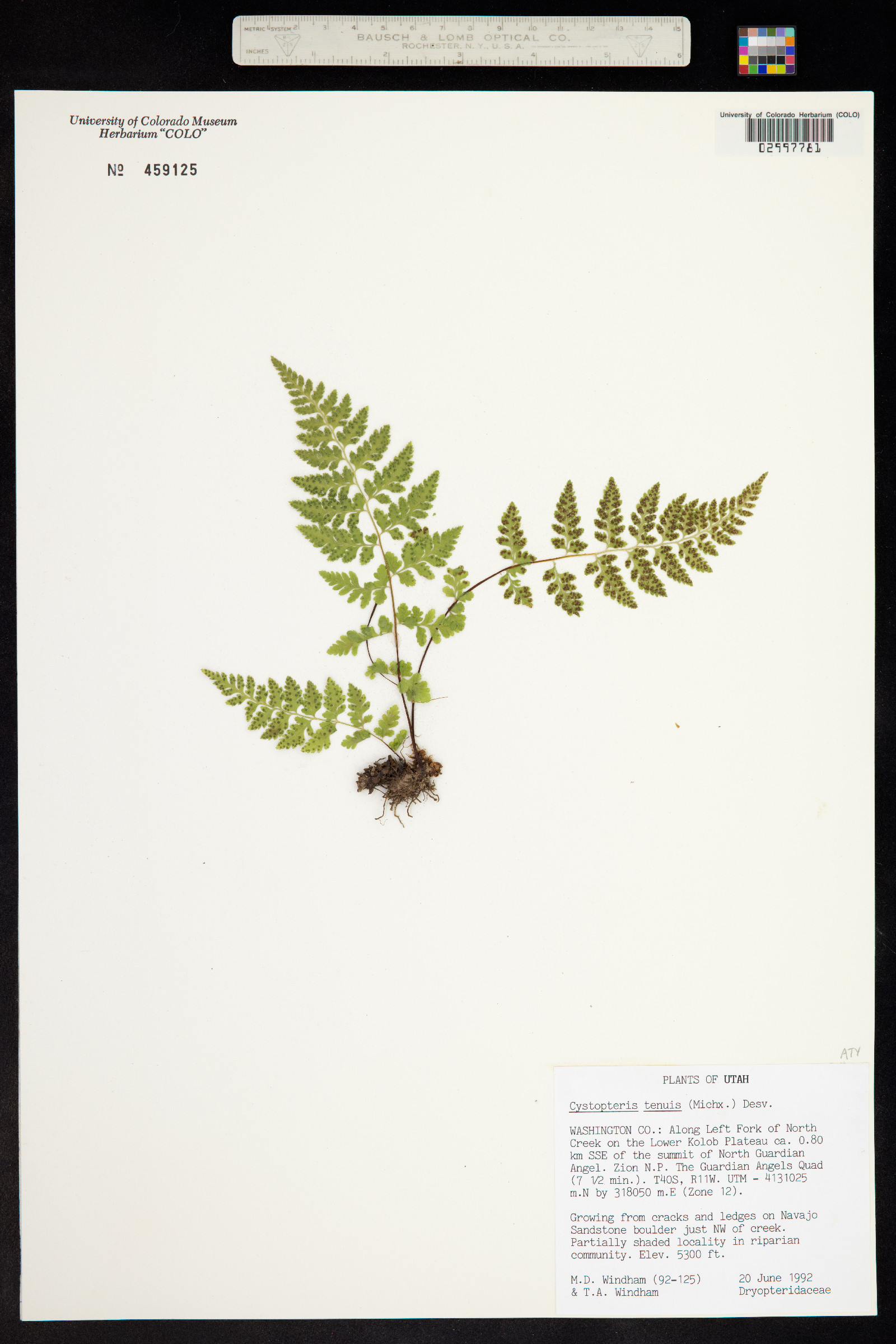 Cystopteris tenuis image