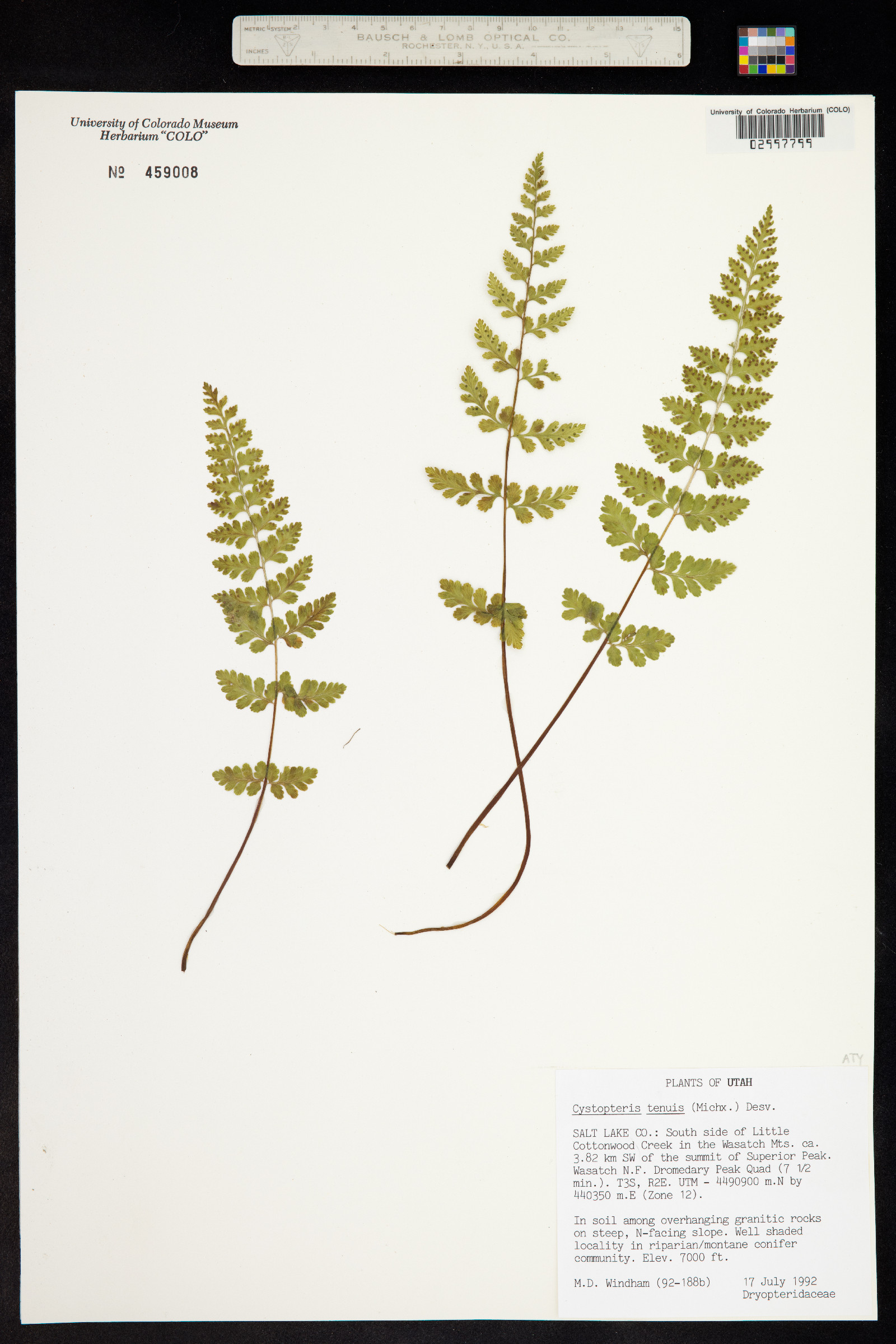Cystopteris tenuis image