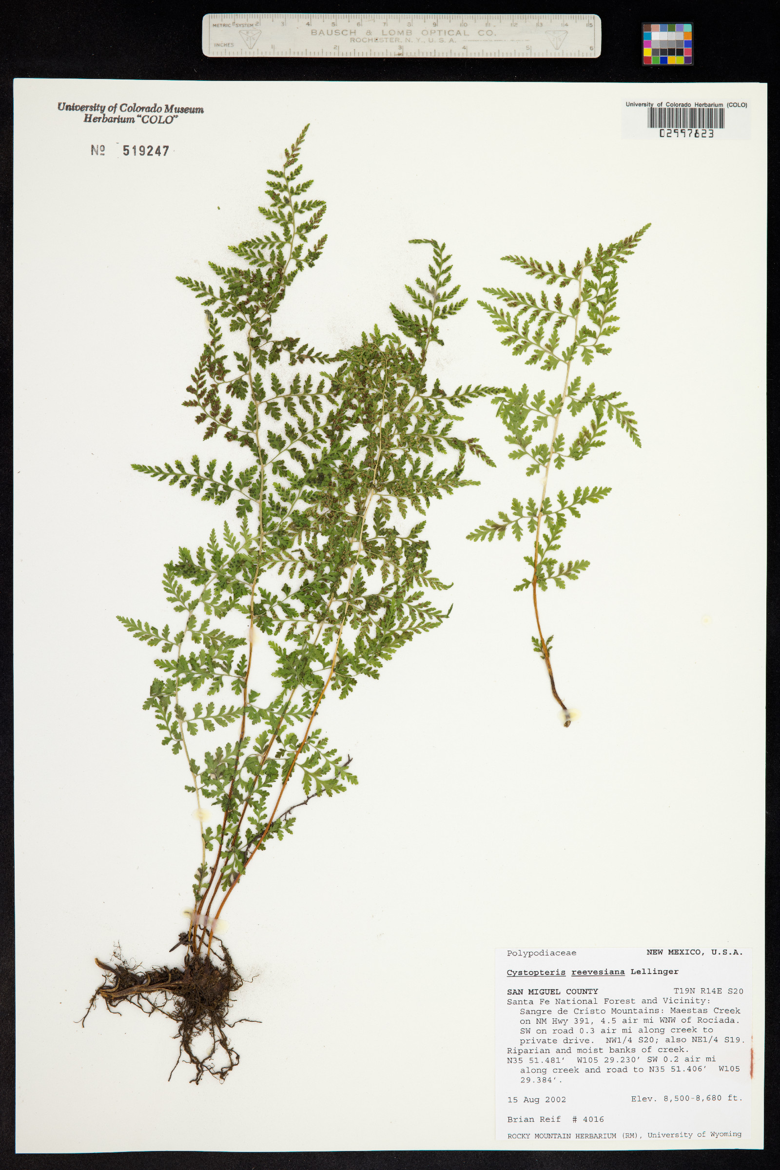 Cystopteris reevesiana image