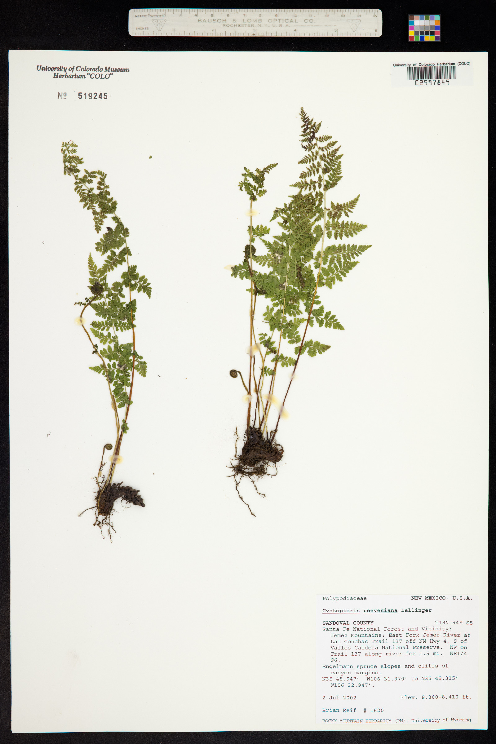 Cystopteris reevesiana image