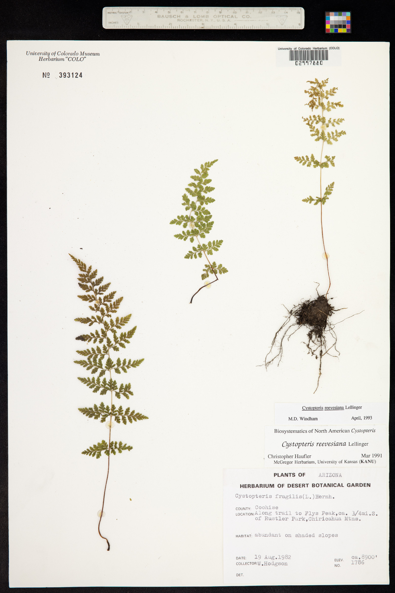 Cystopteris reevesiana image