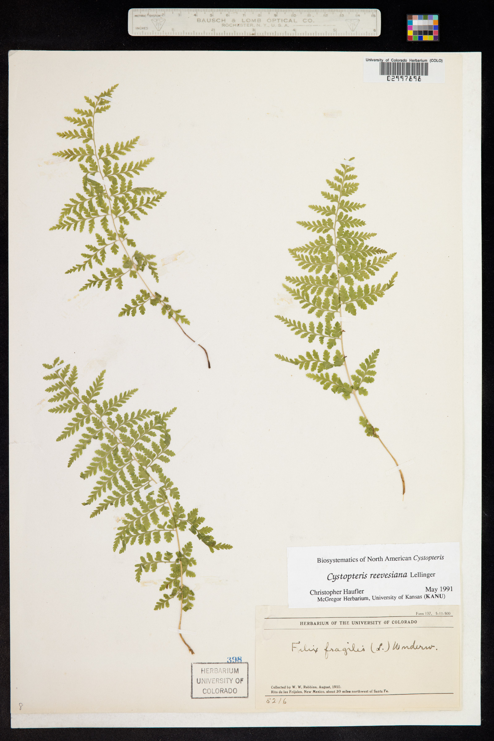 Cystopteris reevesiana image