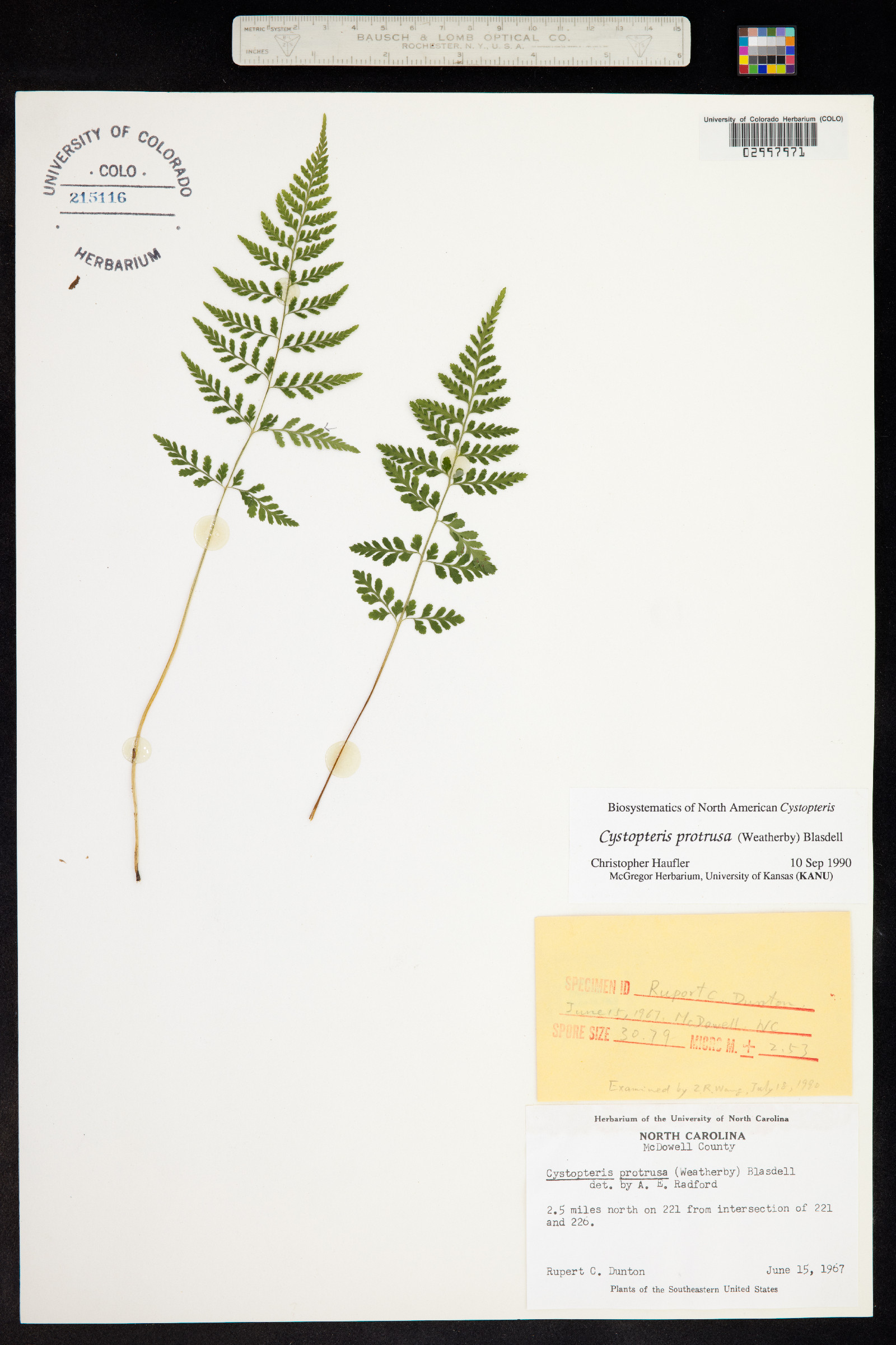Cystopteris protrusa image