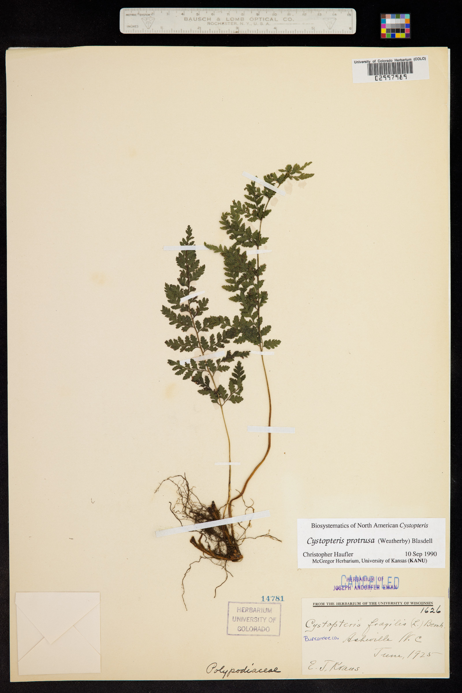 Cystopteris protrusa image