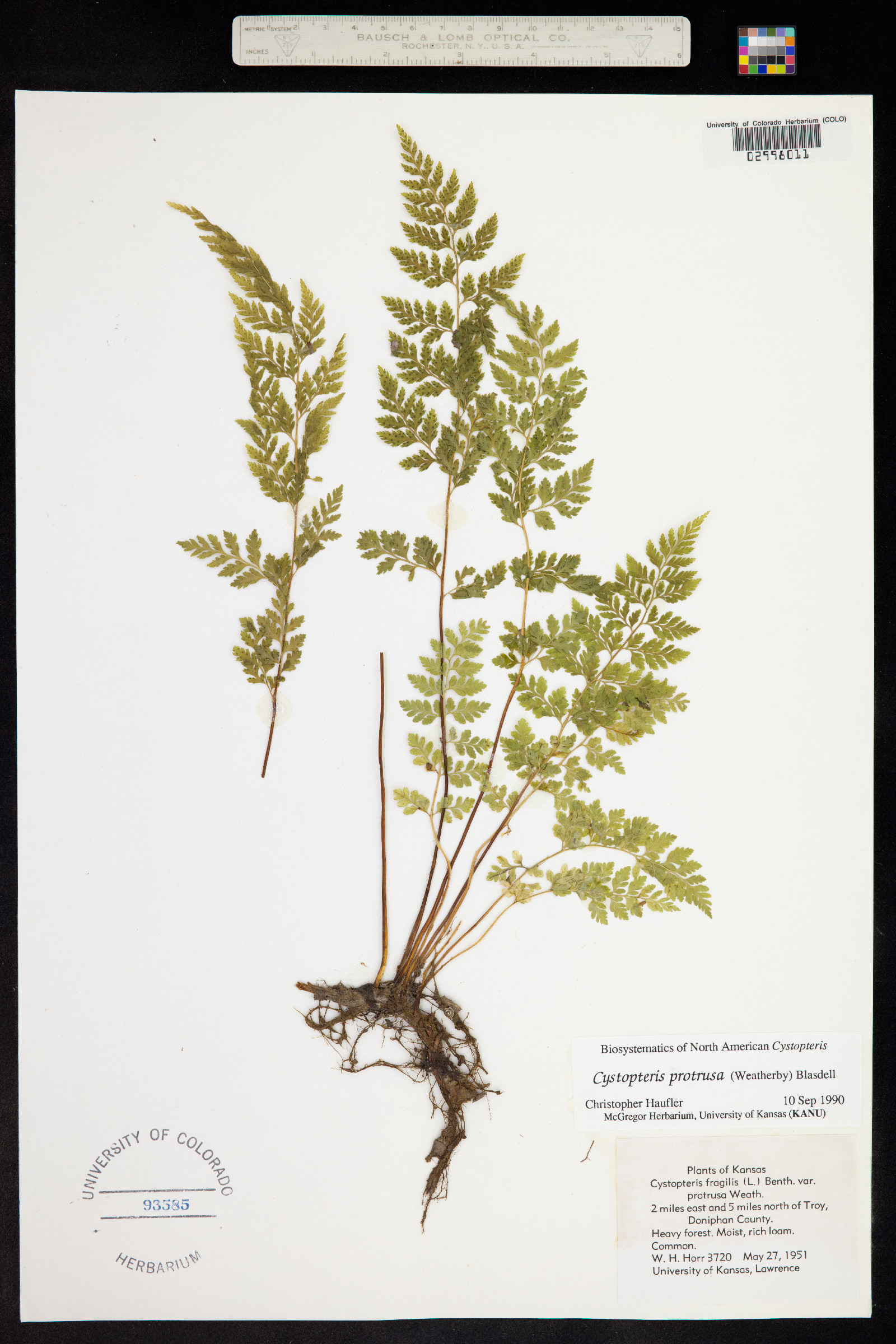 Cystopteris protrusa image