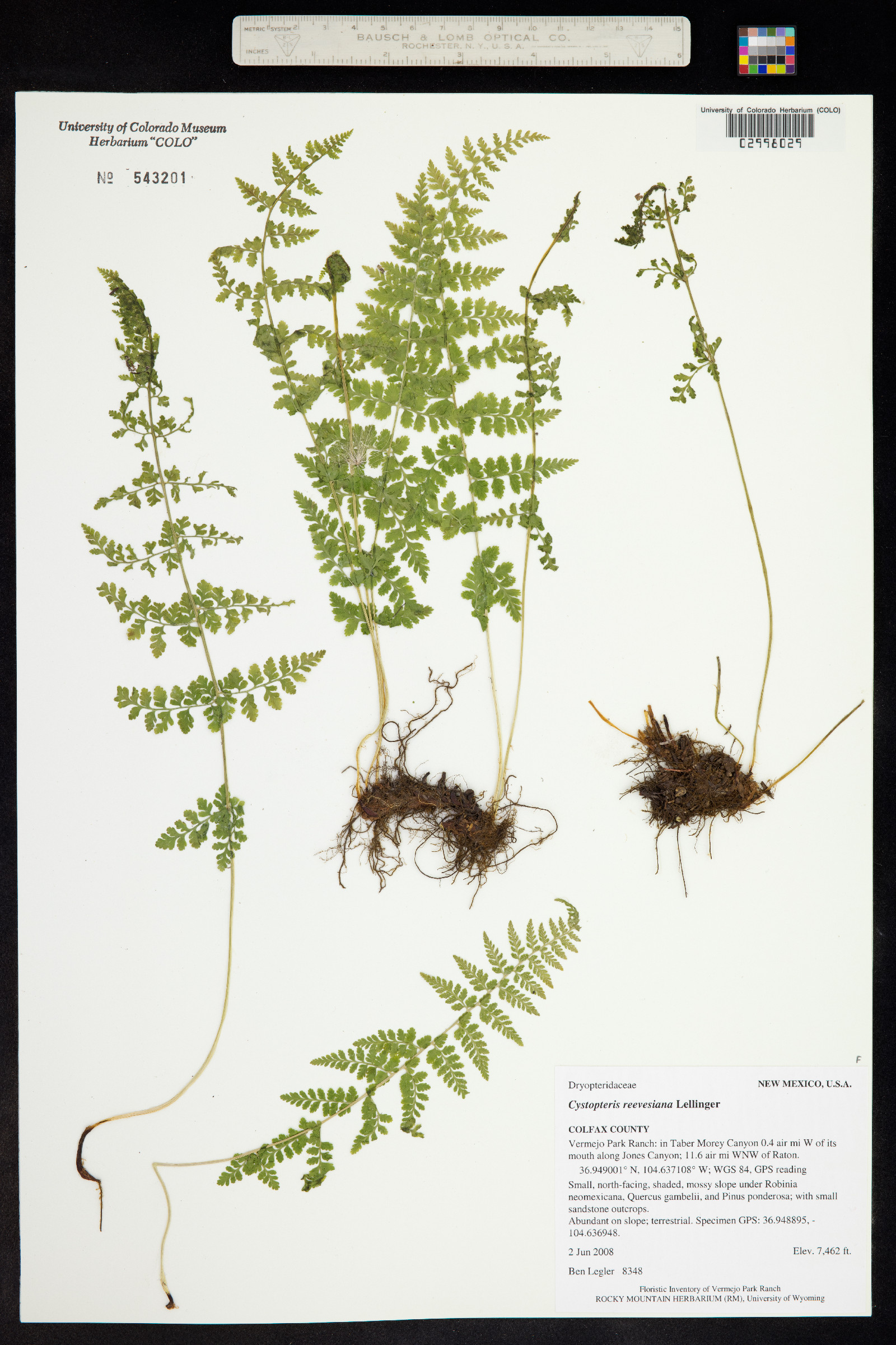Cystopteris reevesiana image