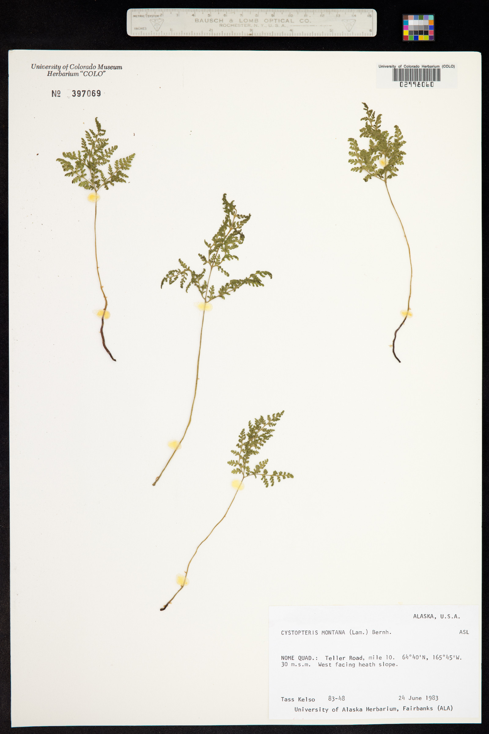 Cystopteris montana image