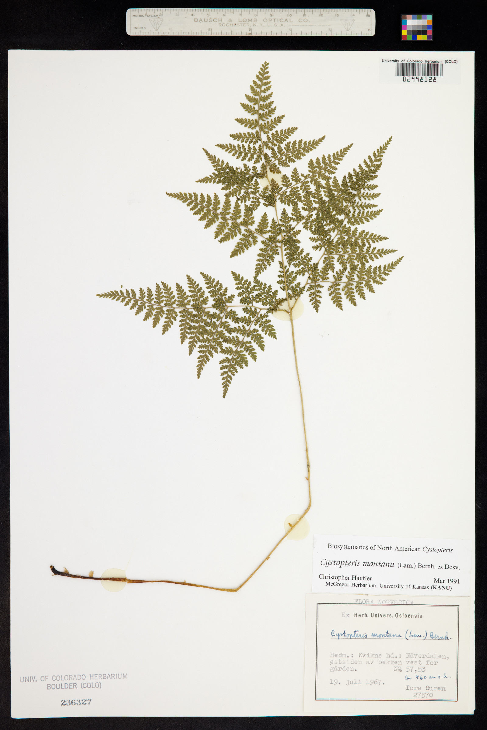 Cystopteris montana image