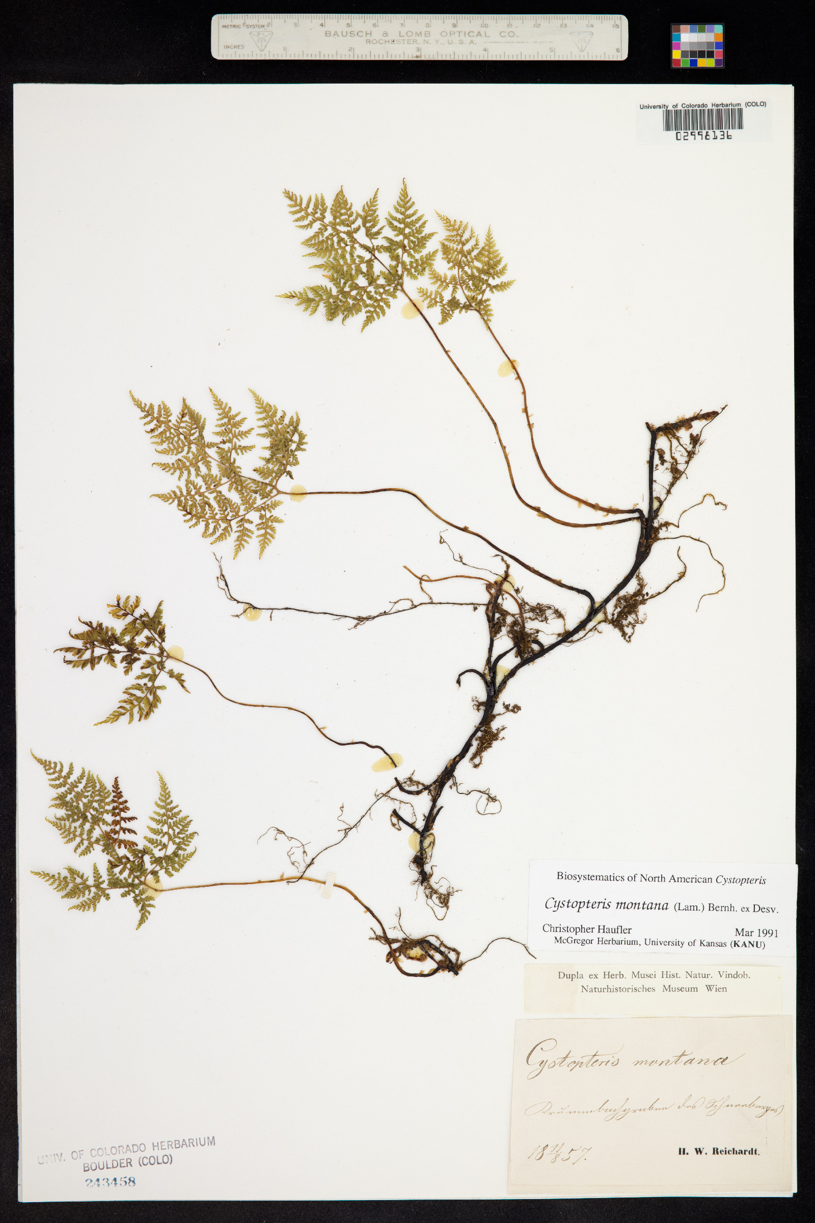 Cystopteris montana image