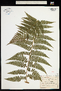 Dennstaedtia rubiginosa image